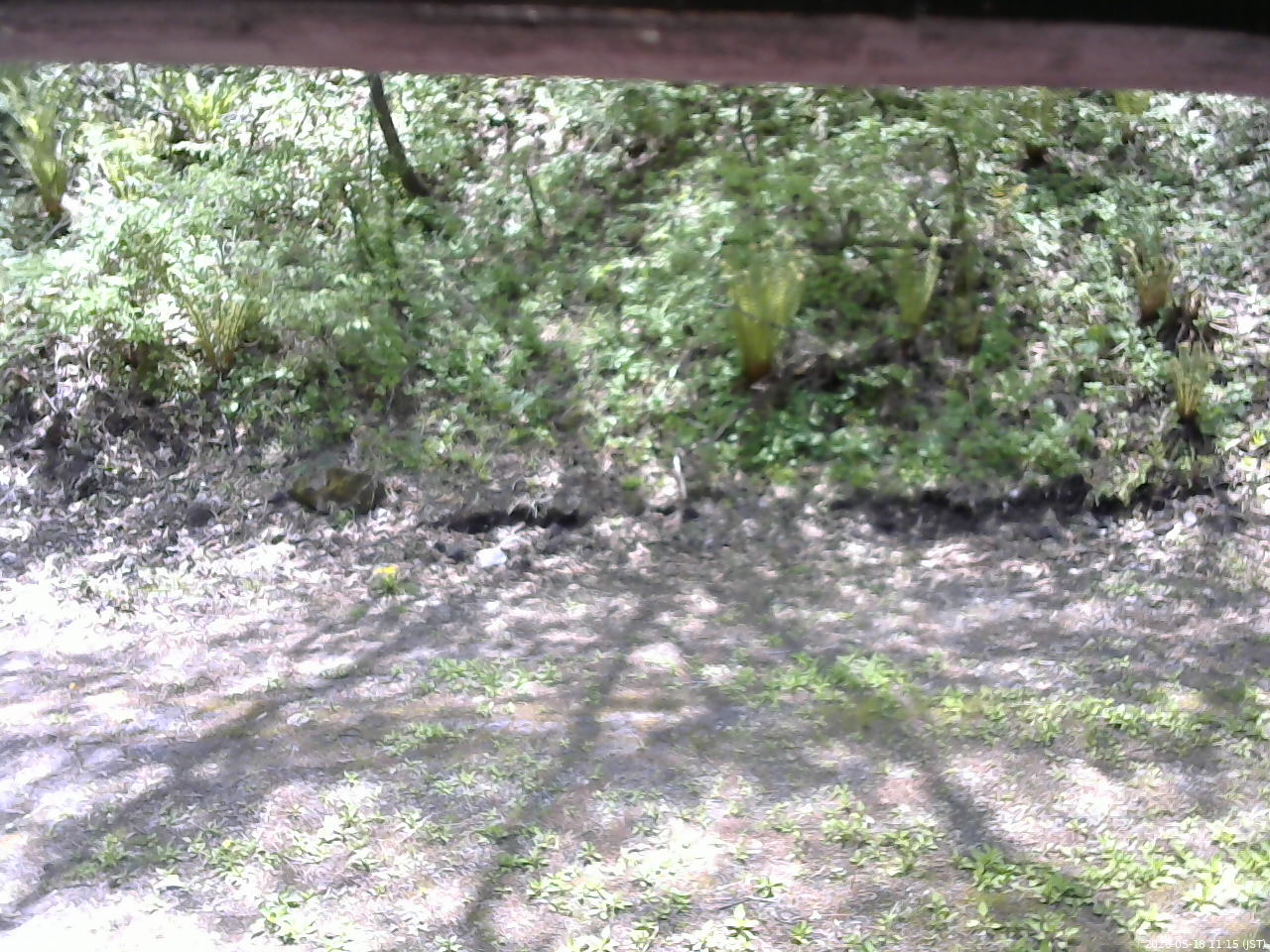 長野県菅平高原 ゆたか山荘 東側(坂下) 2026/05/18 11:15