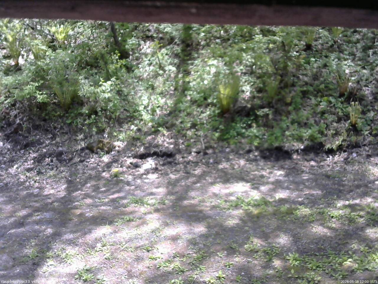 長野県菅平高原 ゆたか山荘 東側(坂下) 2026/05/18 12:00