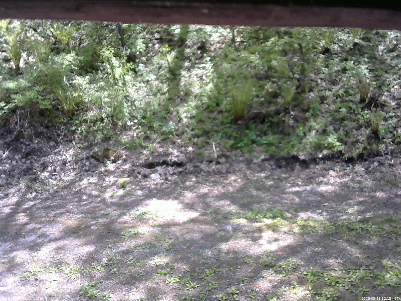 長野県菅平高原 ゆたか山荘 東側(坂下) 2026/05/18 12:15