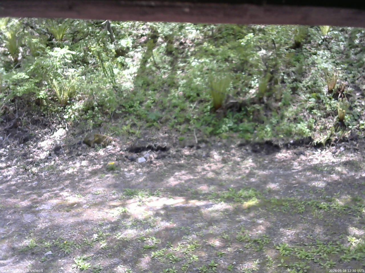 長野県菅平高原 ゆたか山荘 東側(坂下) 2026/05/18 12:30