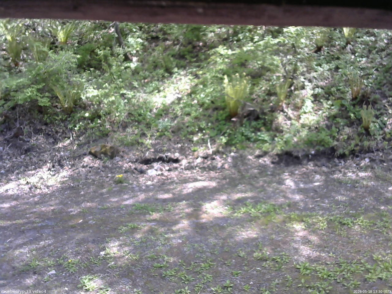 長野県菅平高原 ゆたか山荘 東側(坂下) 2026/05/18 13:30