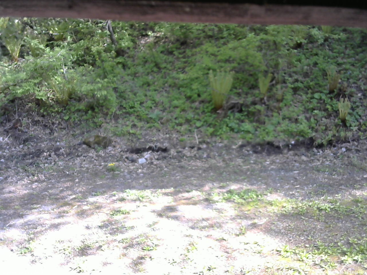 長野県菅平高原 ゆたか山荘 東側(坂下) 2026/05/18 14:45
