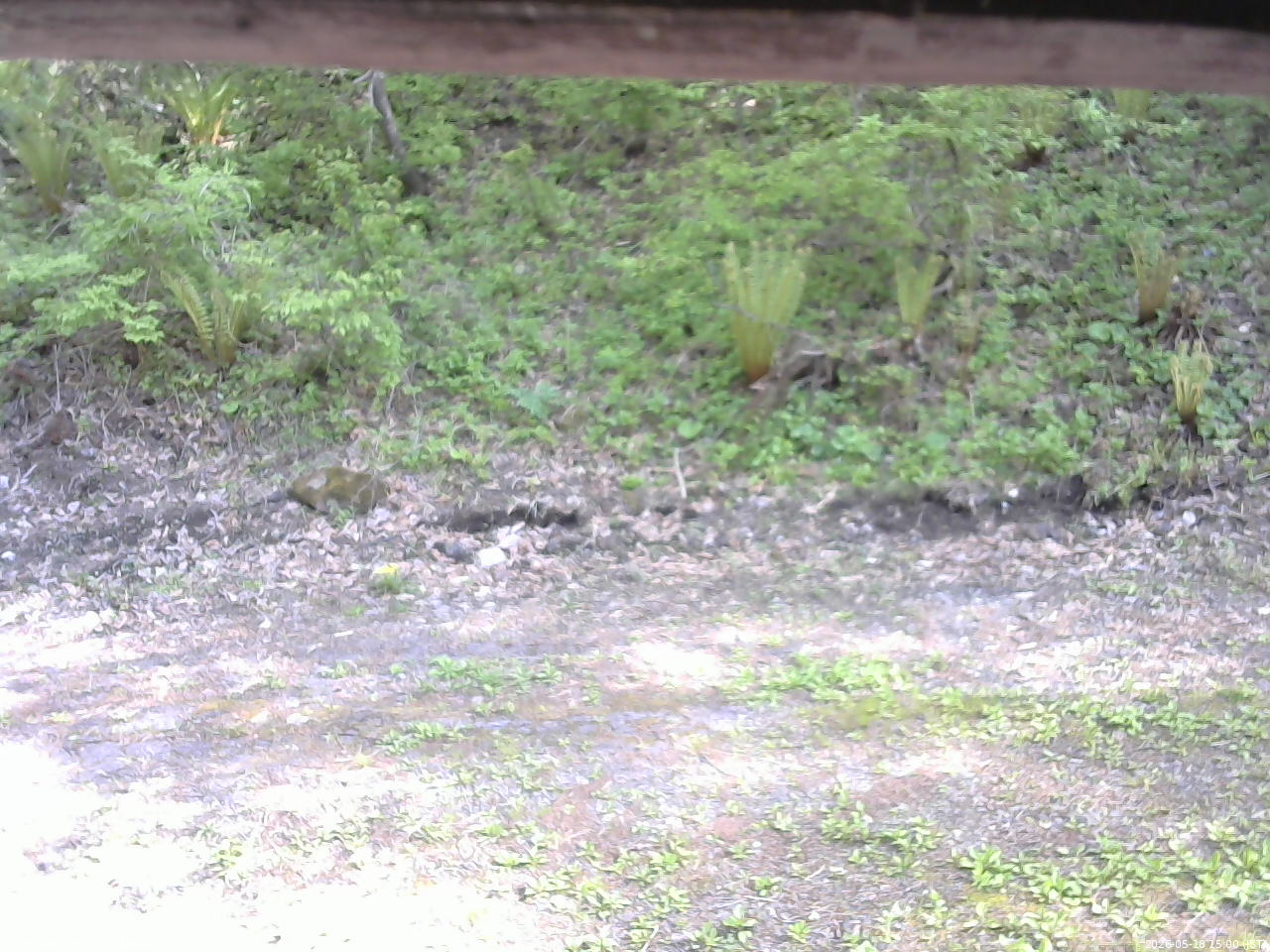 長野県菅平高原 ゆたか山荘 東側(坂下) 2026/05/18 15:00