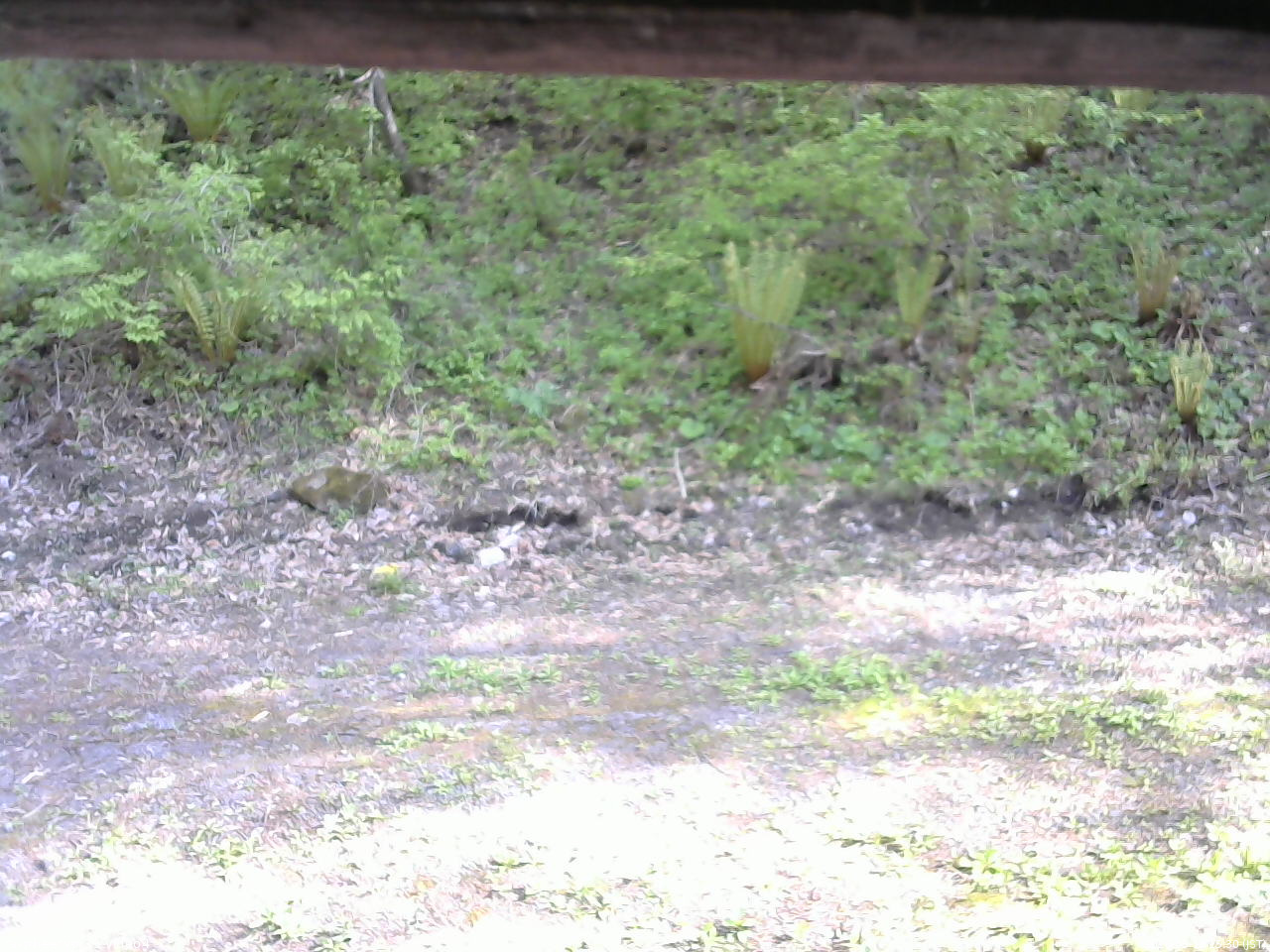 長野県菅平高原 ゆたか山荘 東側(坂下) 2026/05/18 15:30