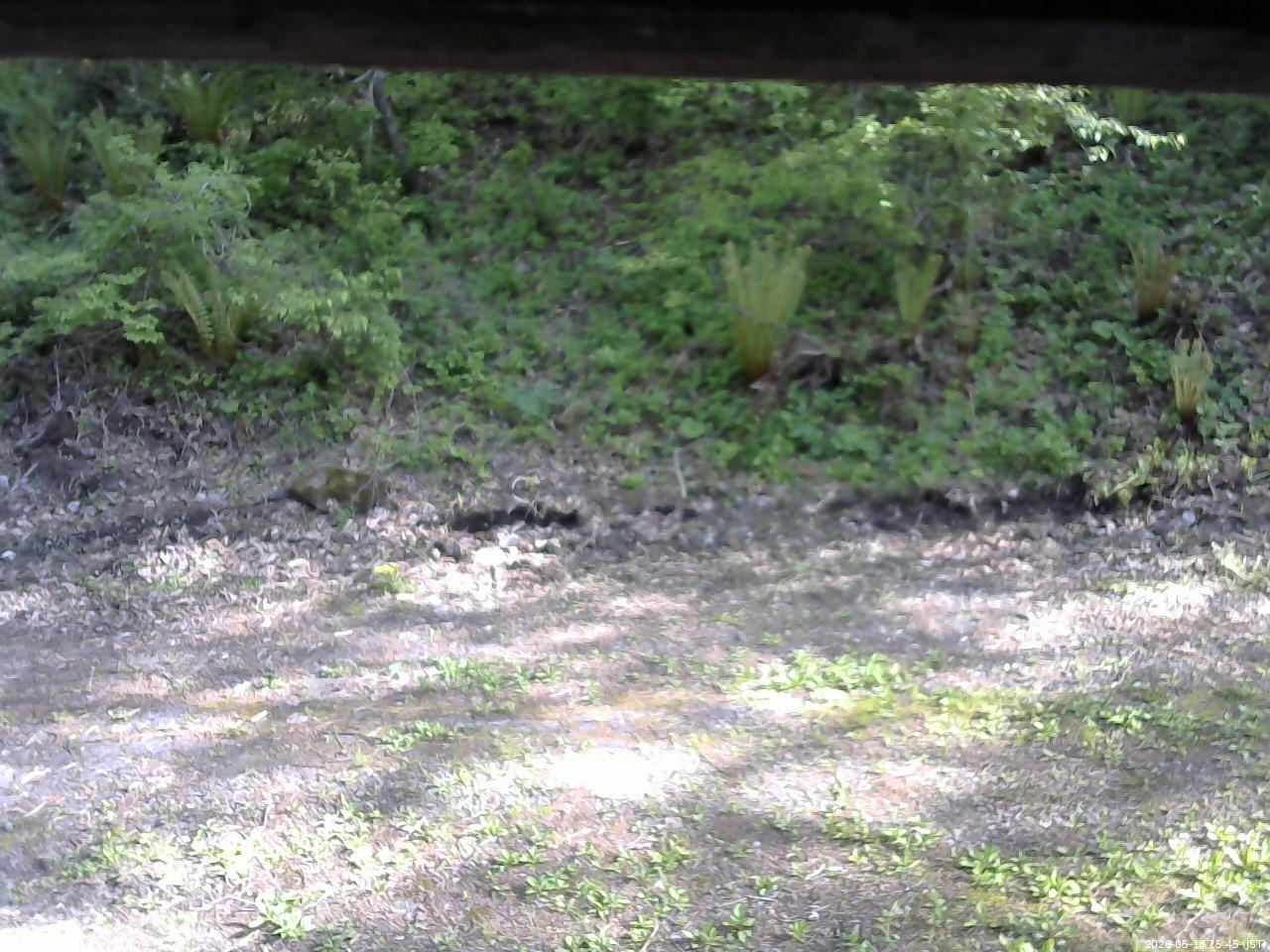 長野県菅平高原 ゆたか山荘 東側(坂下) 2026/05/18 15:45