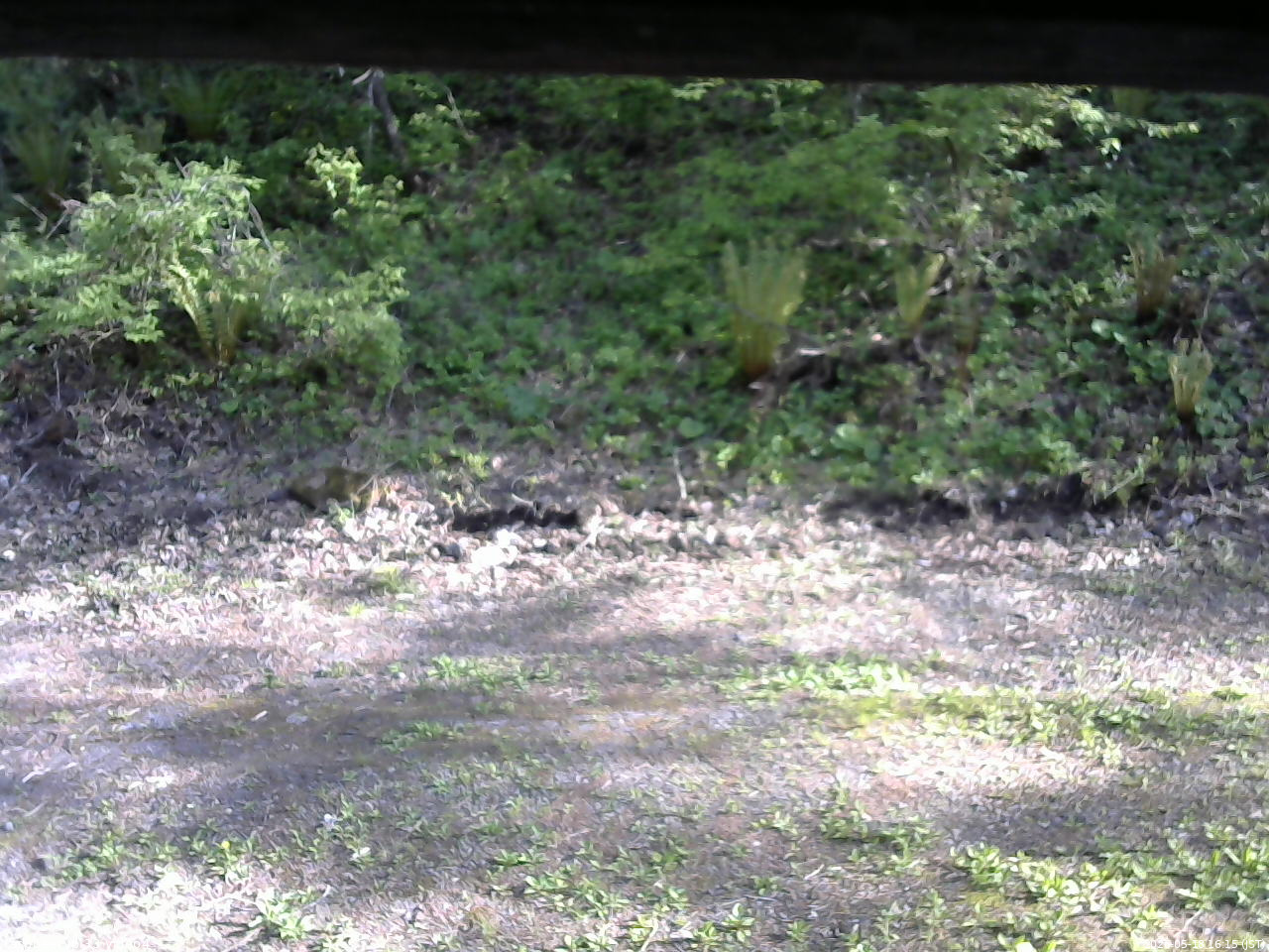 長野県菅平高原 ゆたか山荘 東側(坂下) 2026/05/18 16:15