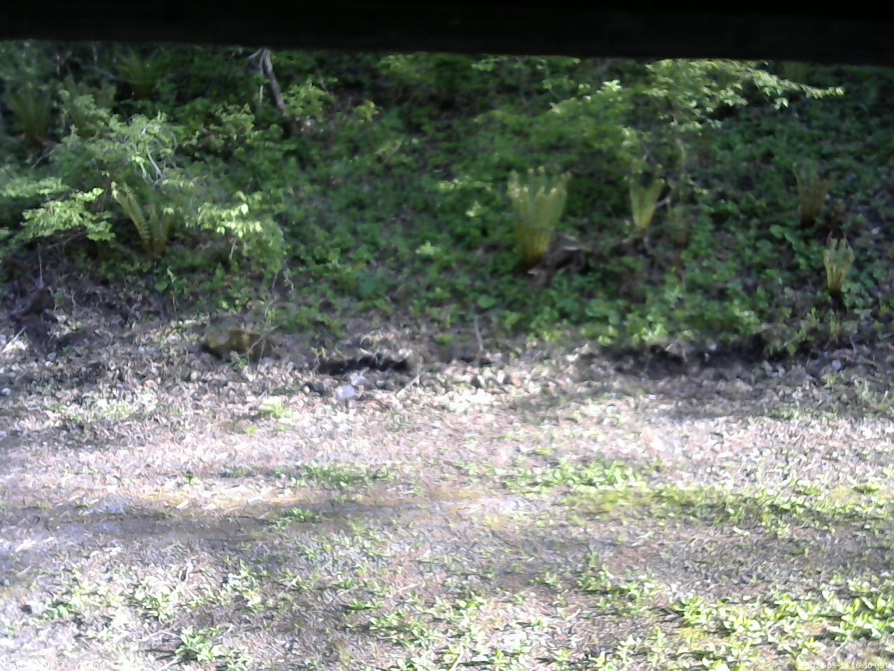 長野県菅平高原 ゆたか山荘 東側(坂下) 2026/05/18 16:30