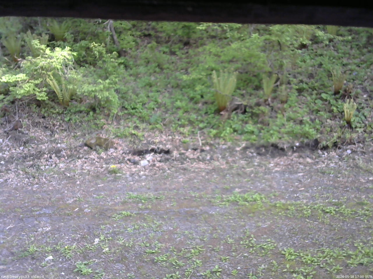 長野県菅平高原 ゆたか山荘 東側(坂下) 2026/05/18 17:00