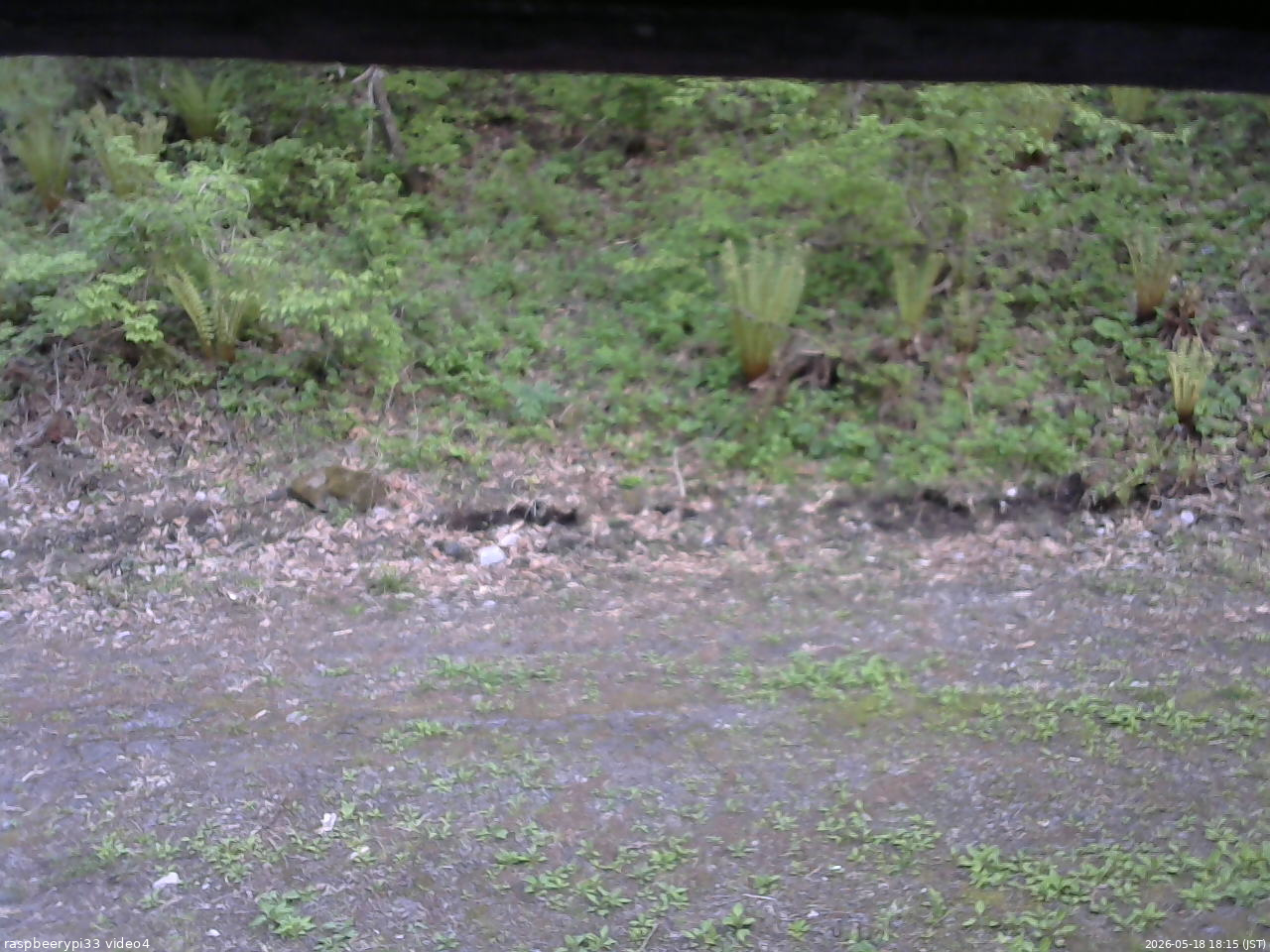 長野県菅平高原 ゆたか山荘 東側(坂下) 2026/05/18 18:15