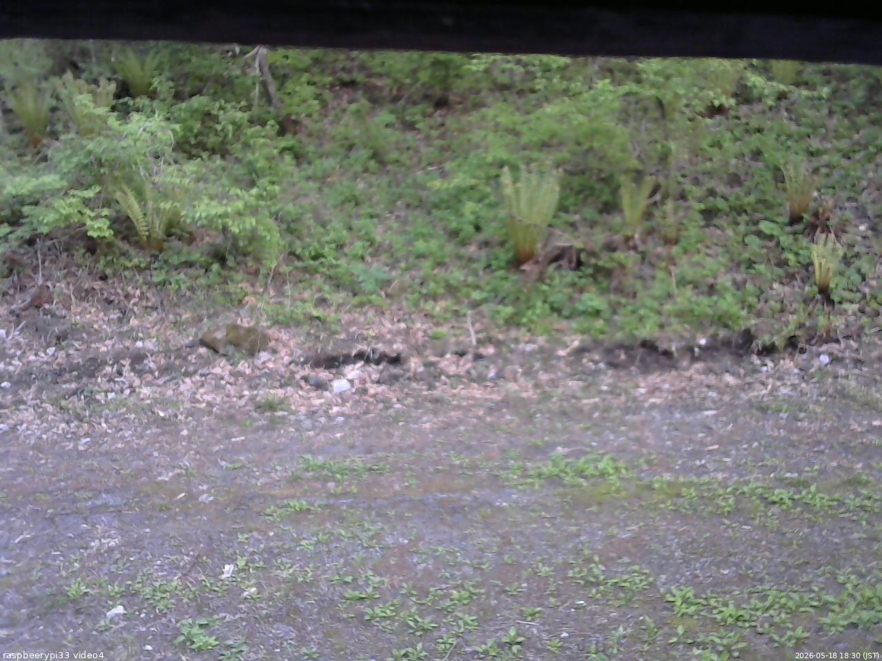 長野県菅平高原 ゆたか山荘 東側(坂下) 2026/05/18 18:30