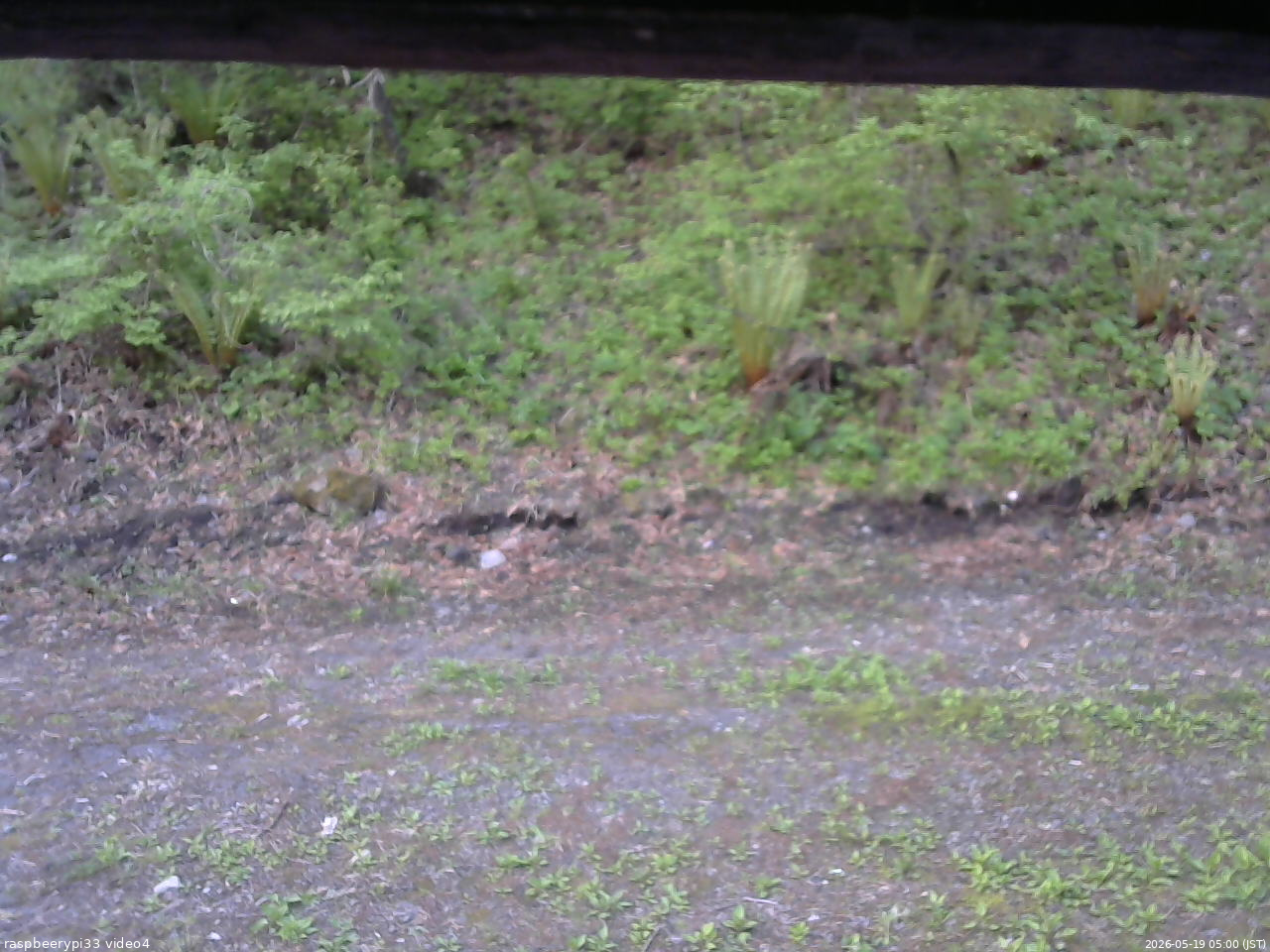 長野県菅平高原 ゆたか山荘 東側(坂下) 2026/05/19 05:00