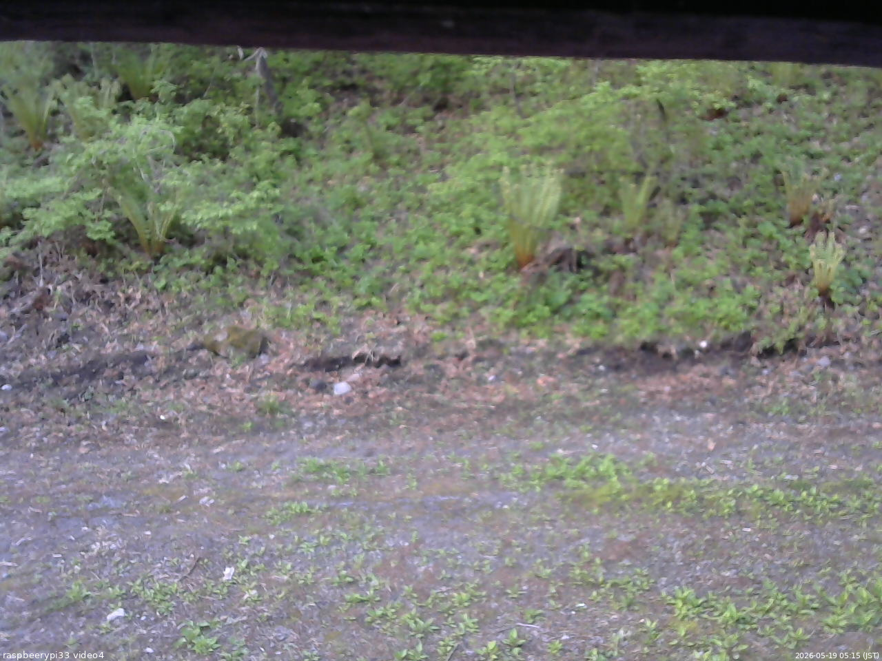 長野県菅平高原 ゆたか山荘 東側(坂下) 2026/05/19 05:15
