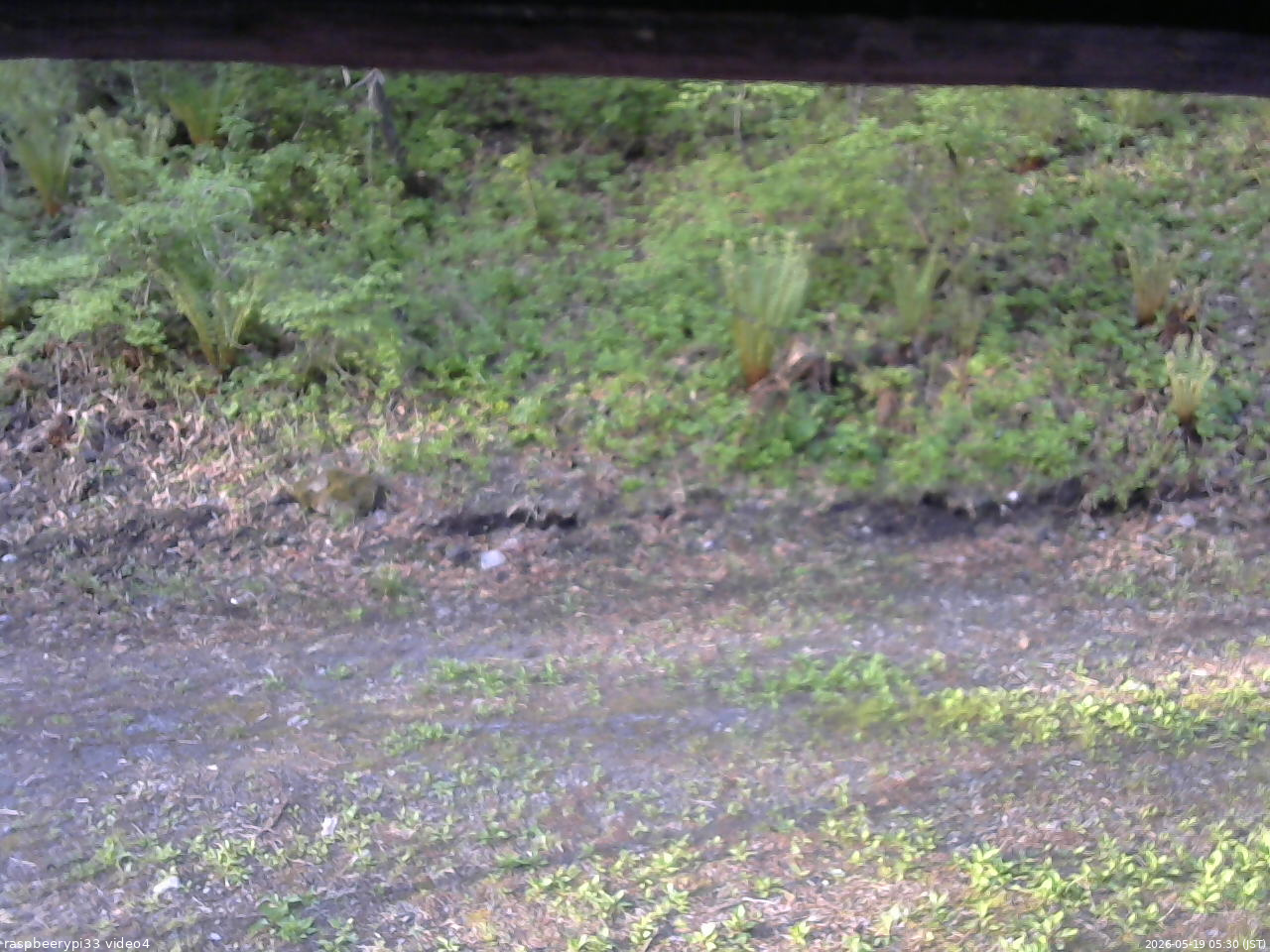 長野県菅平高原 ゆたか山荘 東側(坂下) 2026/05/19 05:30