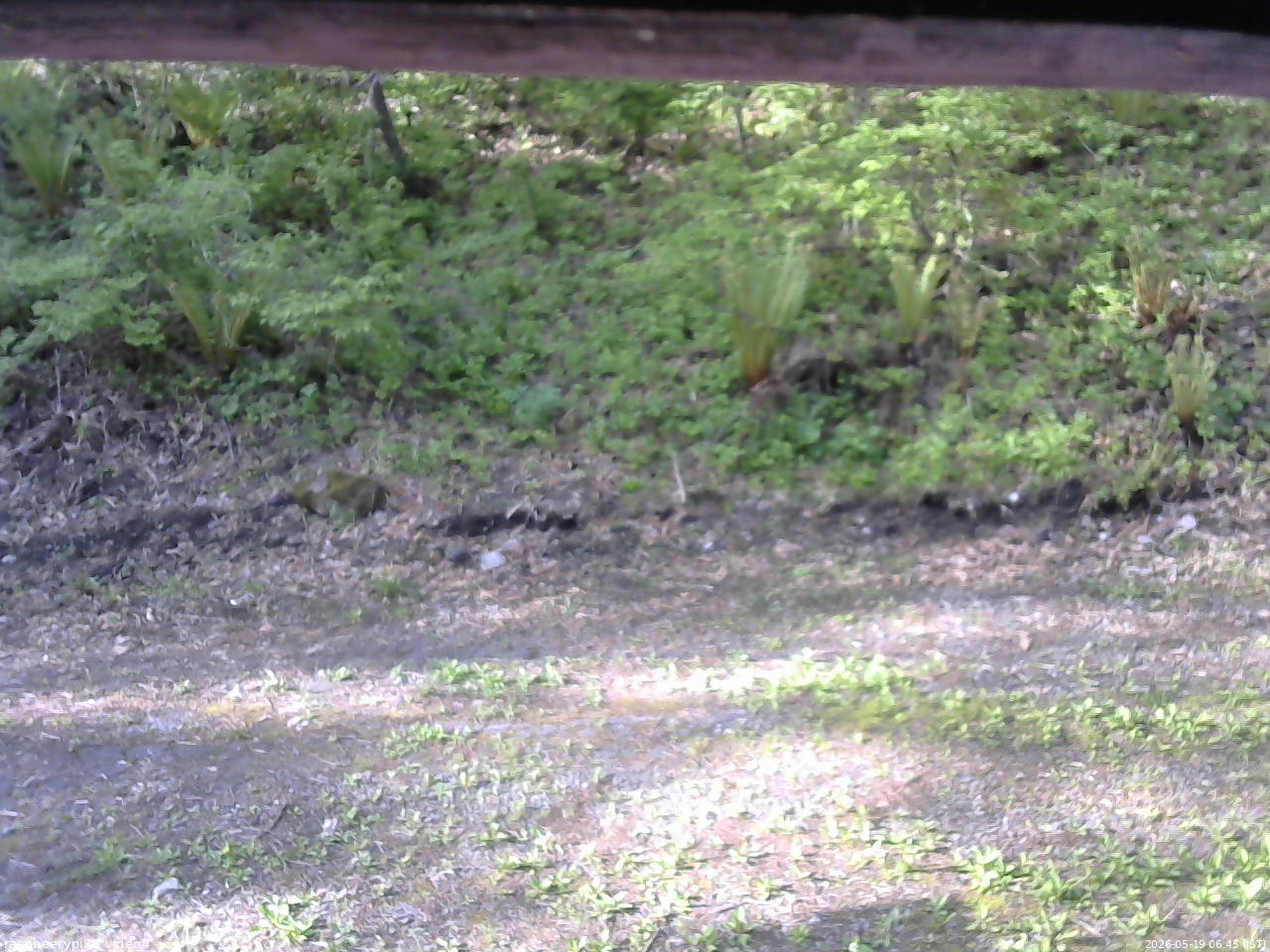 長野県菅平高原 ゆたか山荘 東側(坂下) 2026/05/19 06:45