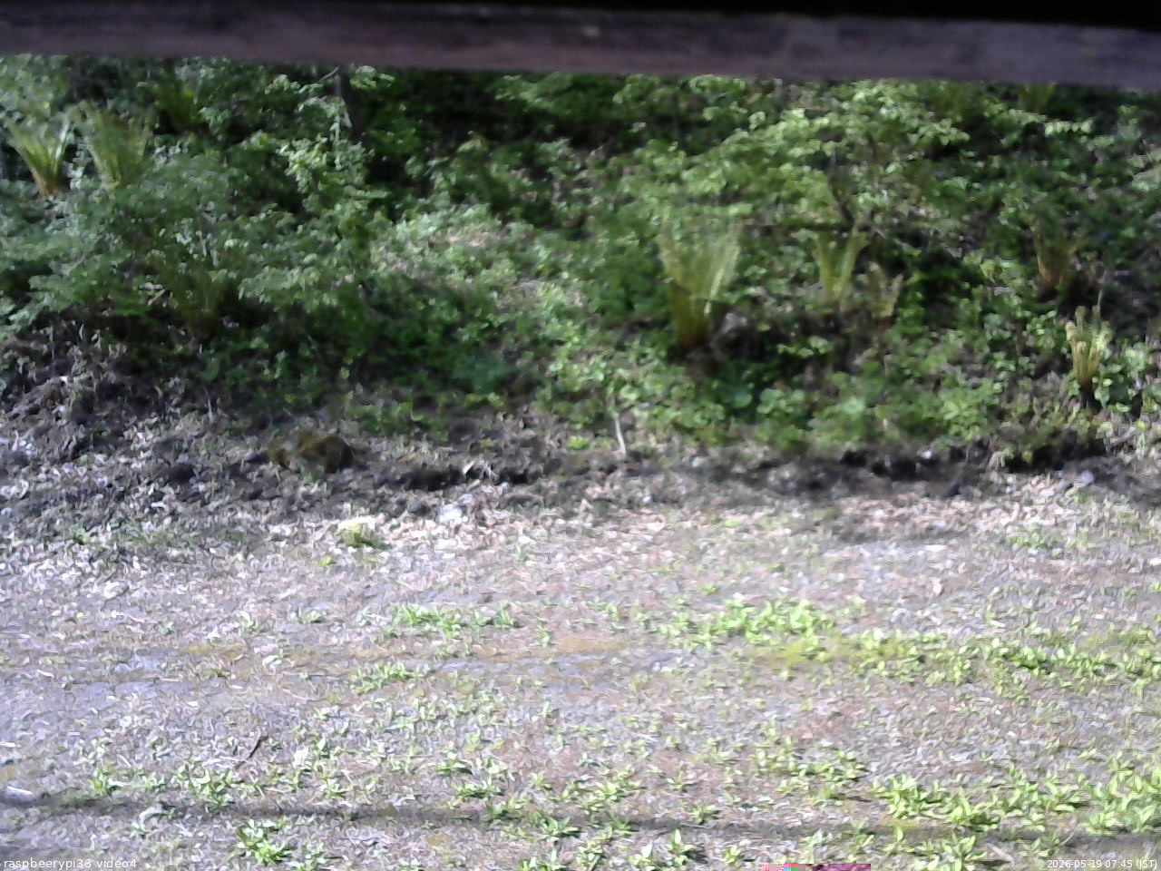 長野県菅平高原 ゆたか山荘 東側(坂下) 2026/05/19 07:45