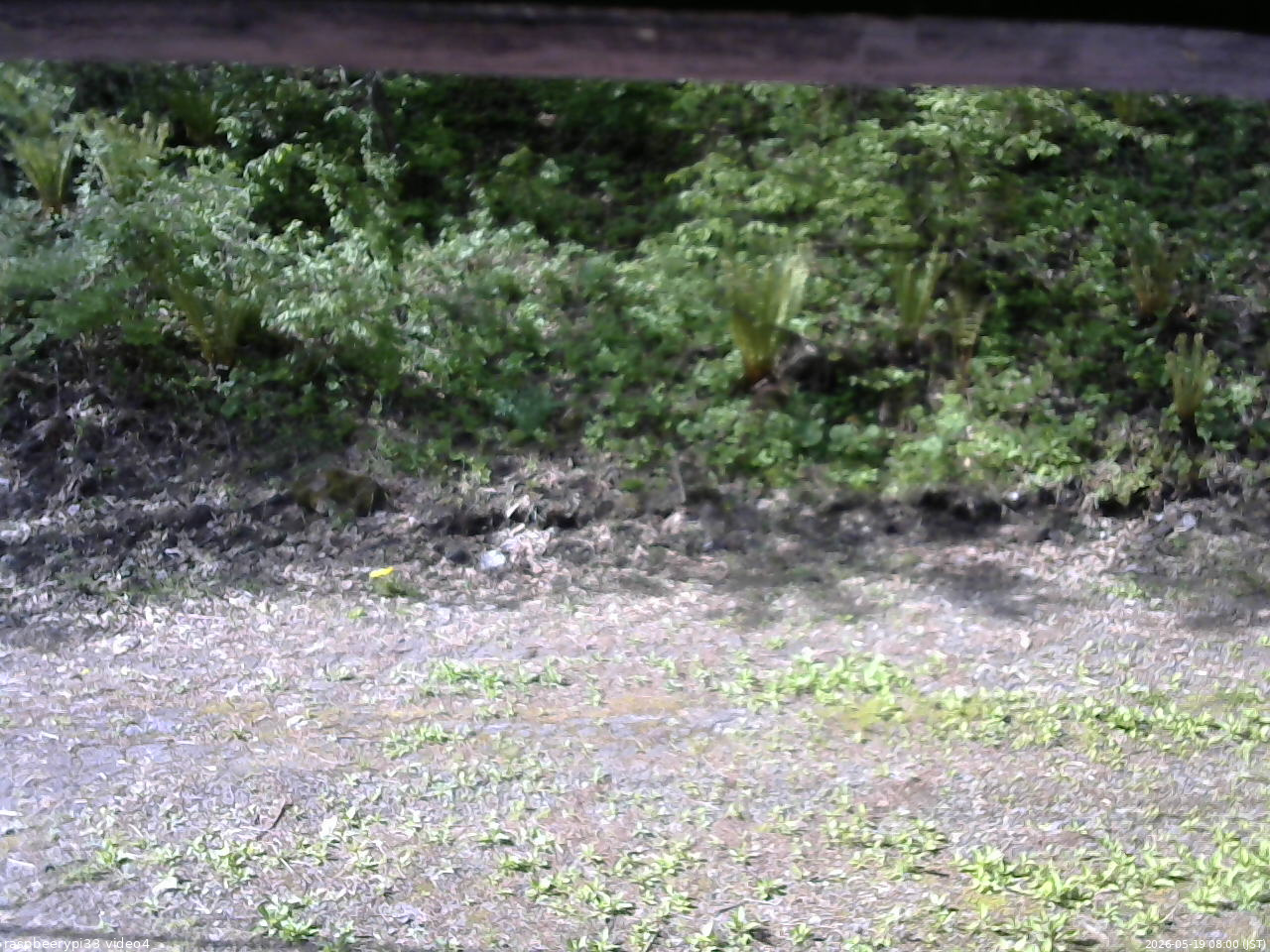 長野県菅平高原 ゆたか山荘 東側(坂下) 2026/05/19 08:00