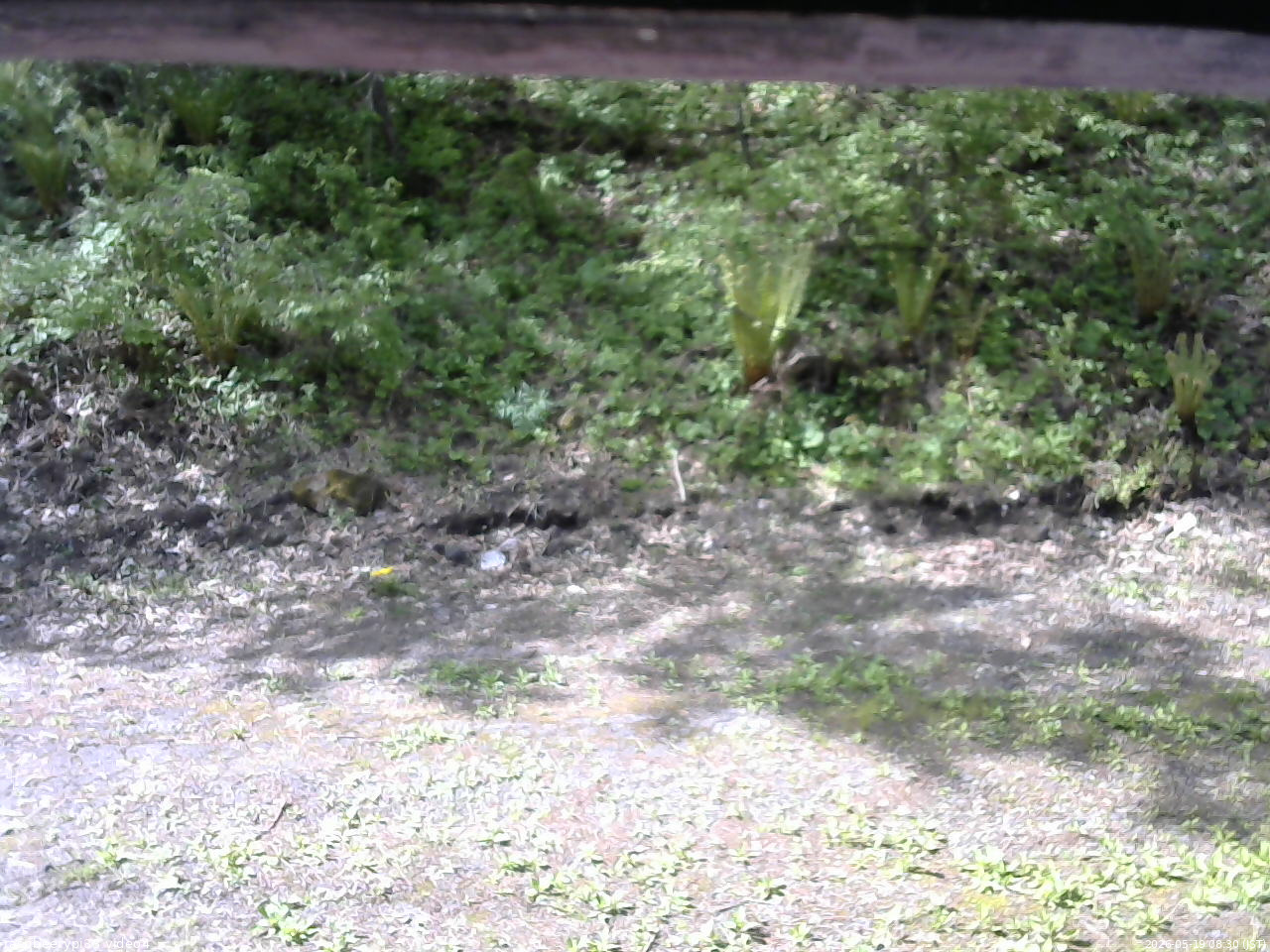 長野県菅平高原 ゆたか山荘 東側(坂下) 2026/05/19 08:30