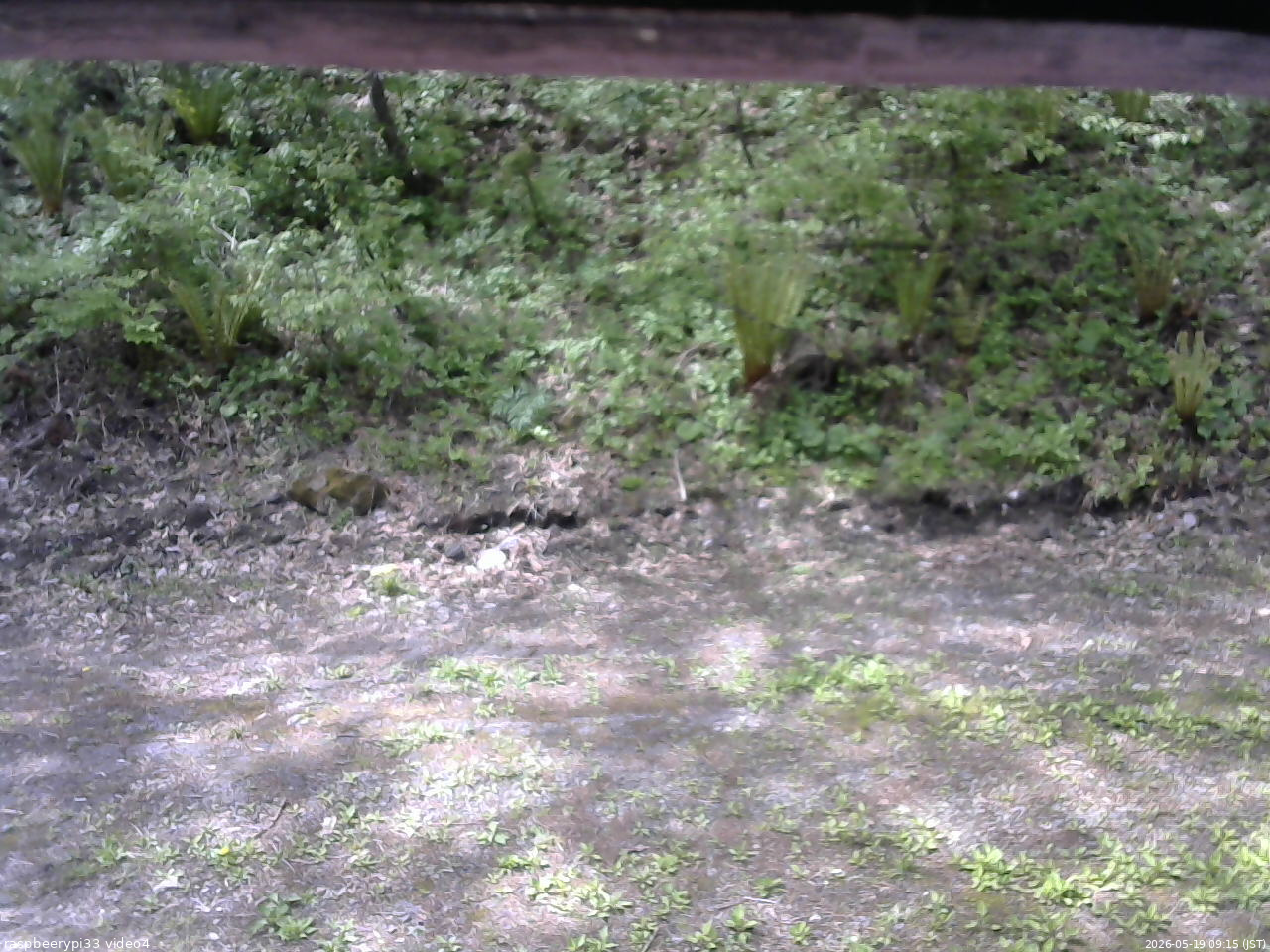 長野県菅平高原 ゆたか山荘 東側(坂下) 2026/05/19 09:15