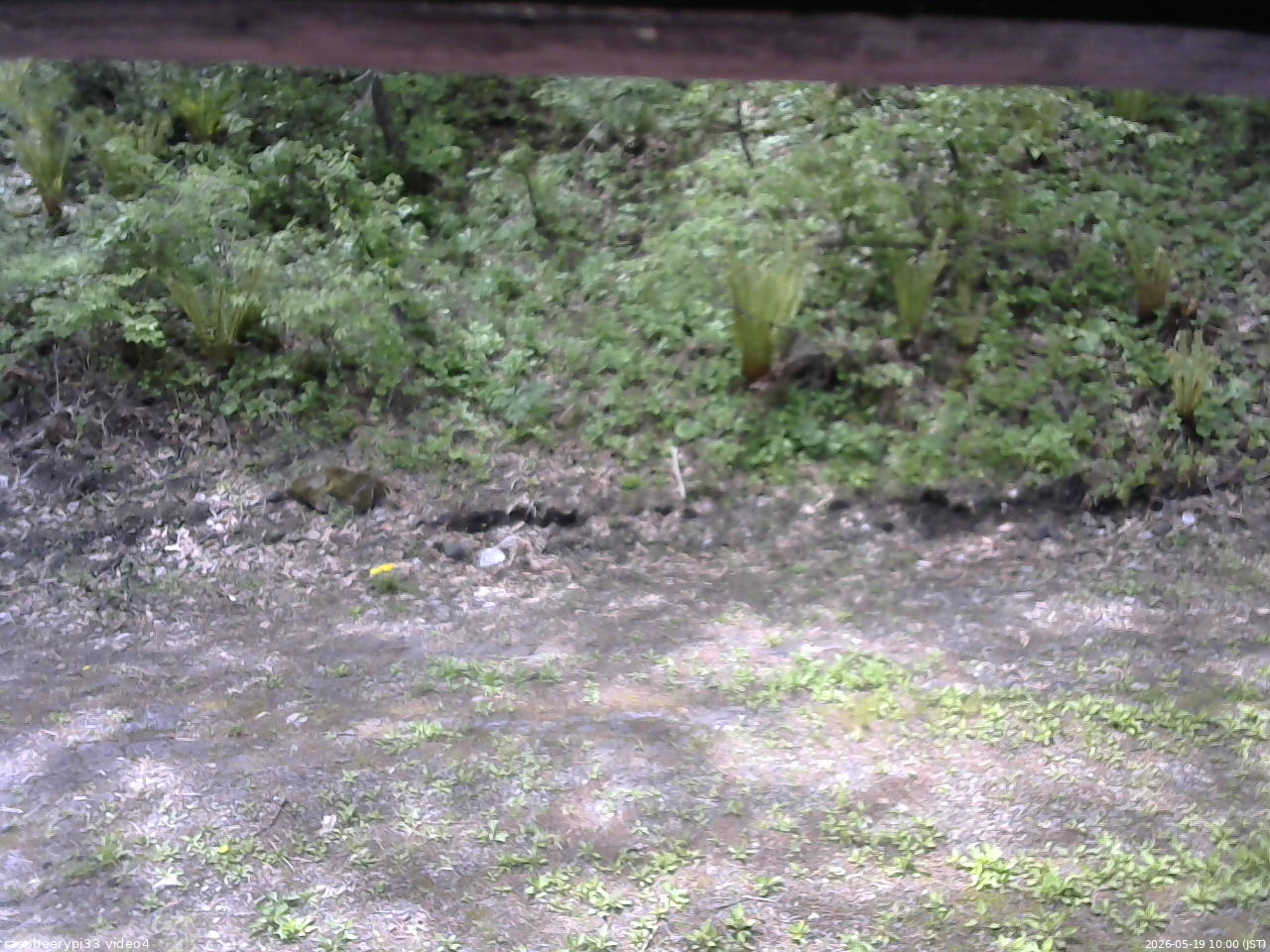 長野県菅平高原 ゆたか山荘 東側(坂下) 2026/05/19 10:00