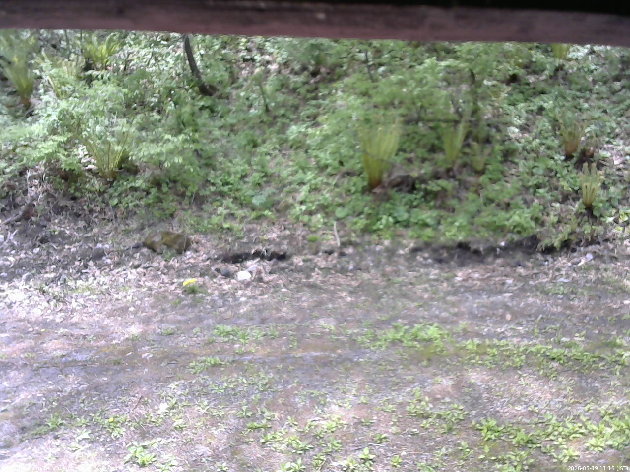 長野県菅平高原 ゆたか山荘 東側(坂下) 2026/05/19 11:15
