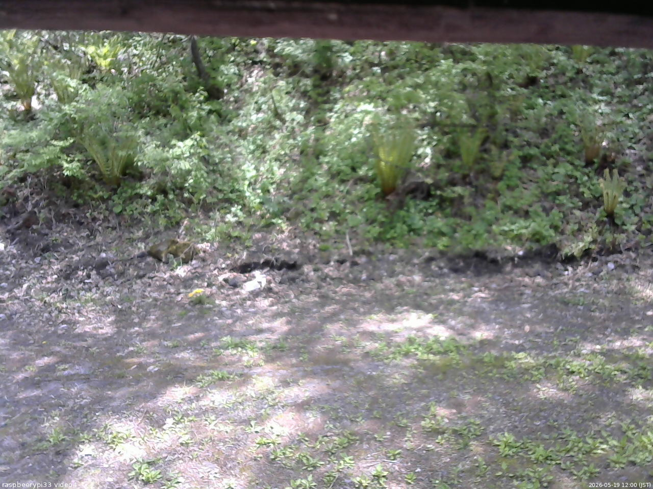 長野県菅平高原 ゆたか山荘 東側(坂下) 2026/05/19 12:00