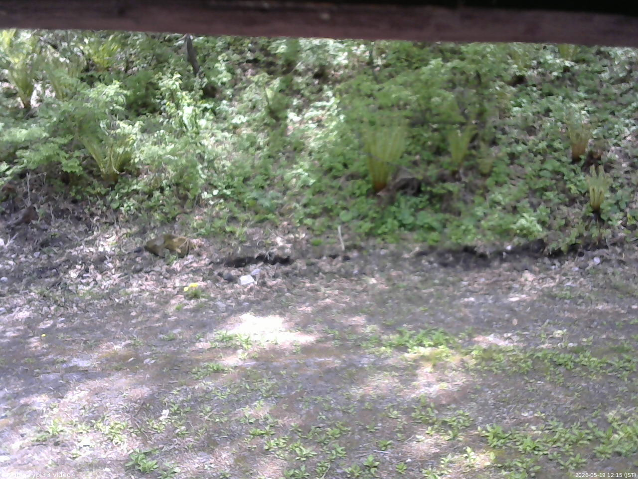 長野県菅平高原 ゆたか山荘 東側(坂下) 2026/05/19 12:15