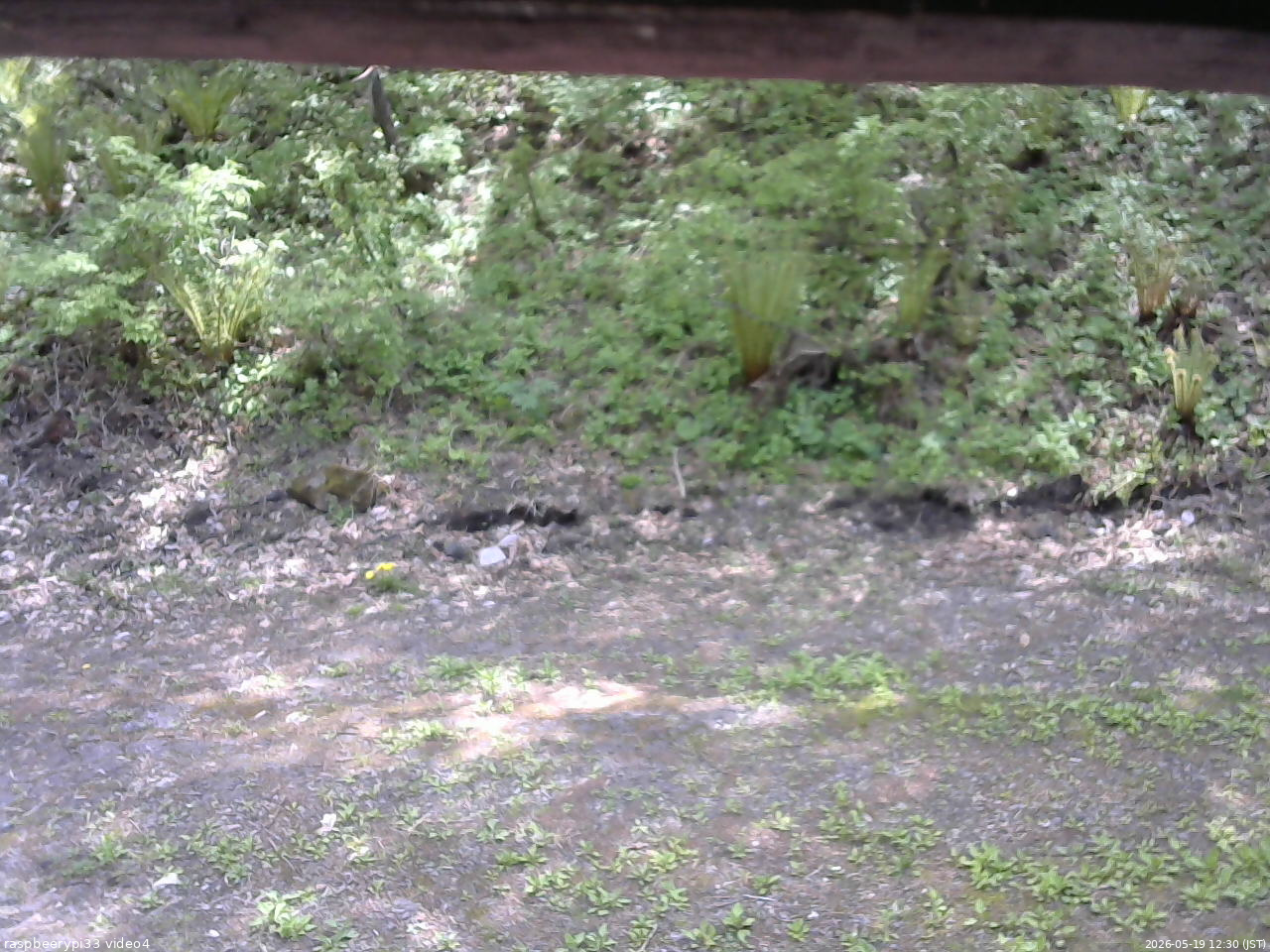 長野県菅平高原 ゆたか山荘 東側(坂下) 2026/05/19 12:30