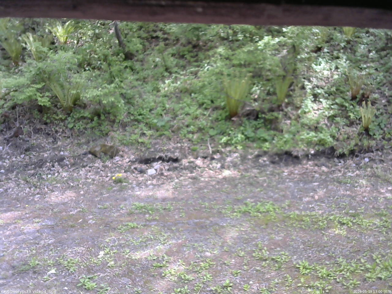 長野県菅平高原 ゆたか山荘 東側(坂下) 2026/05/19 13:00