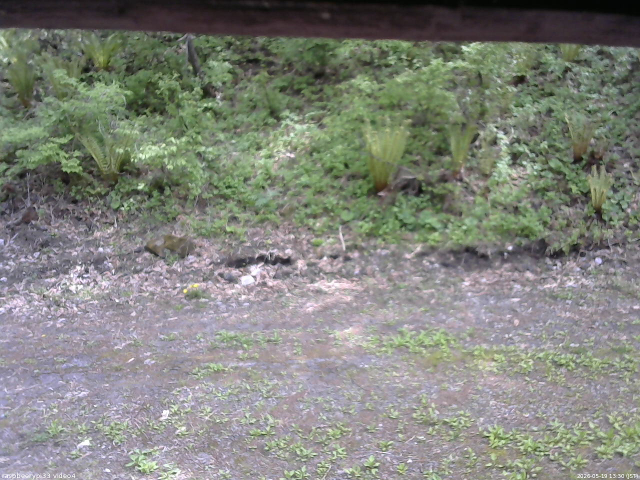 長野県菅平高原 ゆたか山荘 東側(坂下) 2026/05/19 13:30