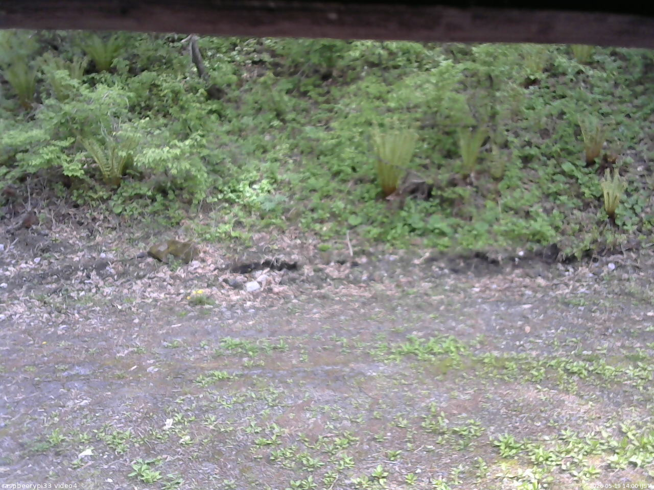 長野県菅平高原 ゆたか山荘 東側(坂下) 2026/05/19 14:00