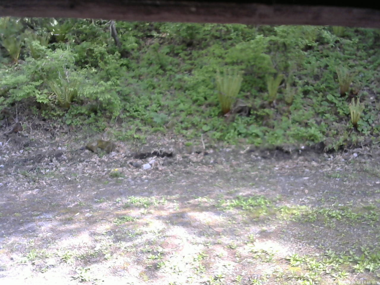 長野県菅平高原 ゆたか山荘 東側(坂下) 2026/05/19 14:45