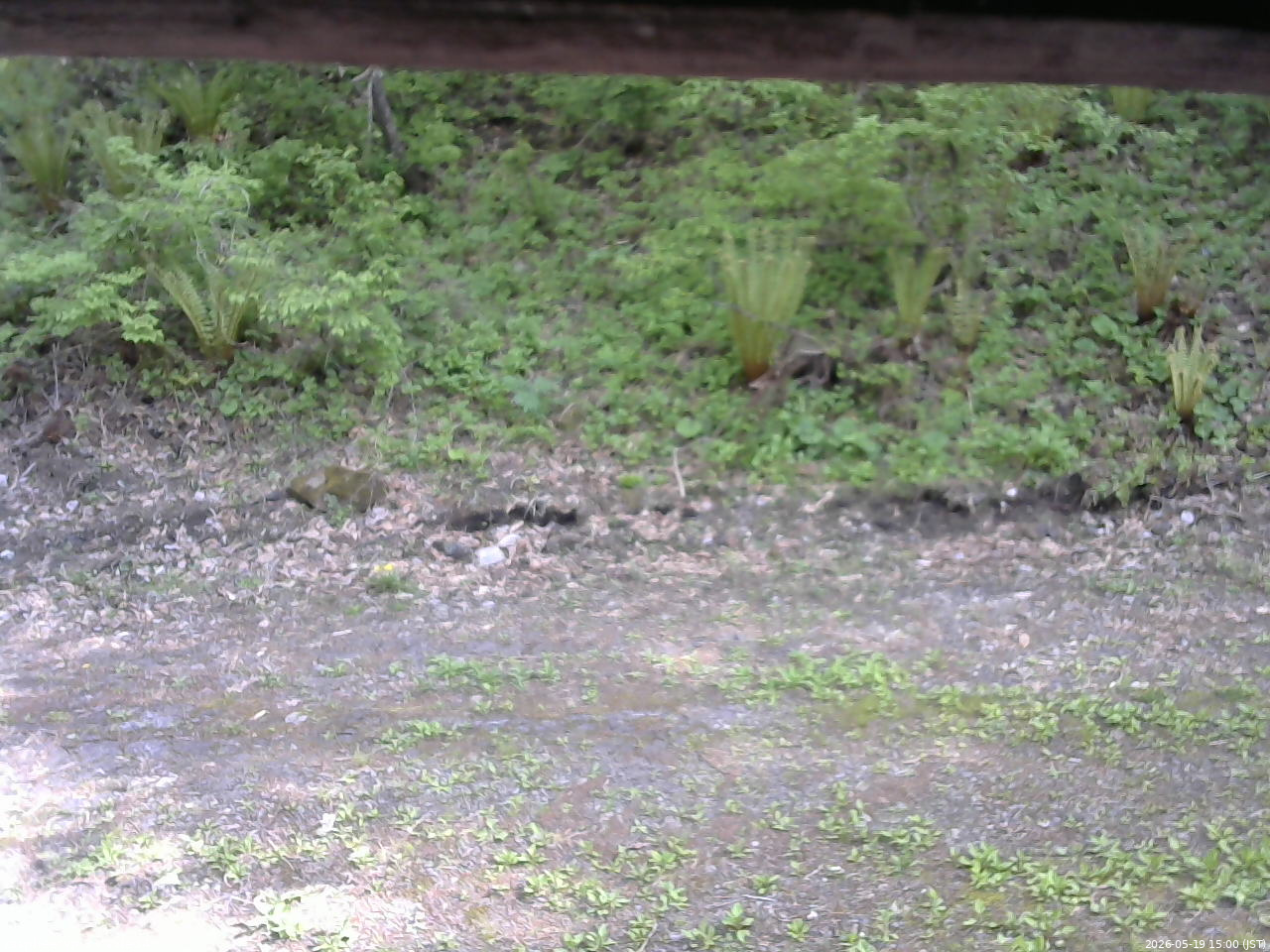 長野県菅平高原 ゆたか山荘 東側(坂下) 2026/05/19 15:00