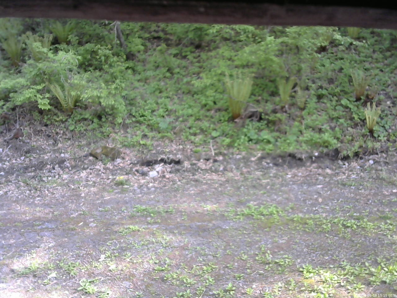 長野県菅平高原 ゆたか山荘 東側(坂下) 2026/05/19 15:15