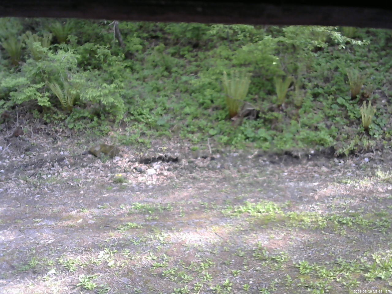 長野県菅平高原 ゆたか山荘 東側(坂下) 2026/05/19 15:45