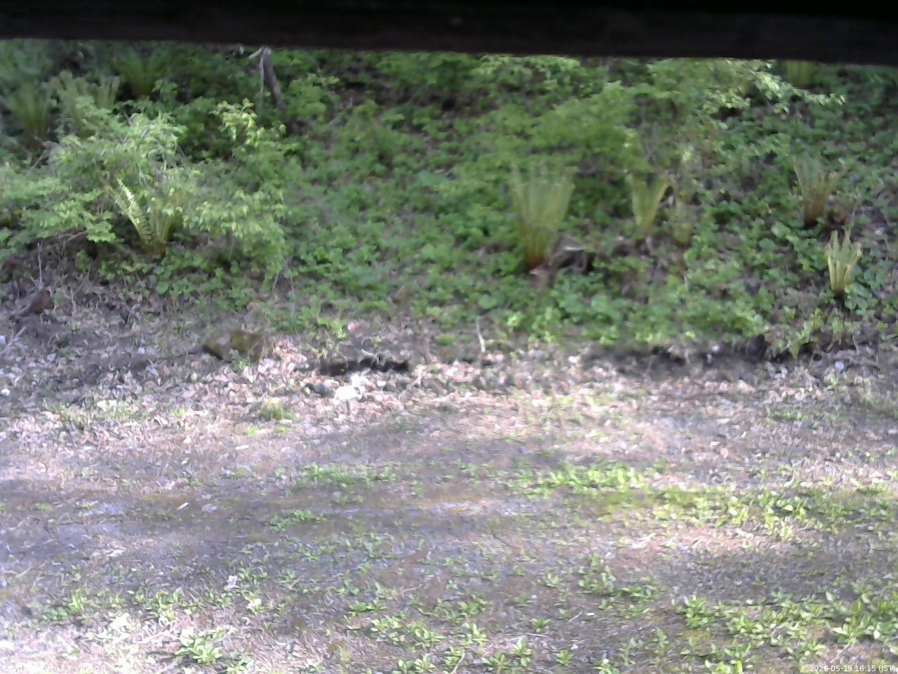 長野県菅平高原 ゆたか山荘 東側(坂下) 2026/05/19 16:15