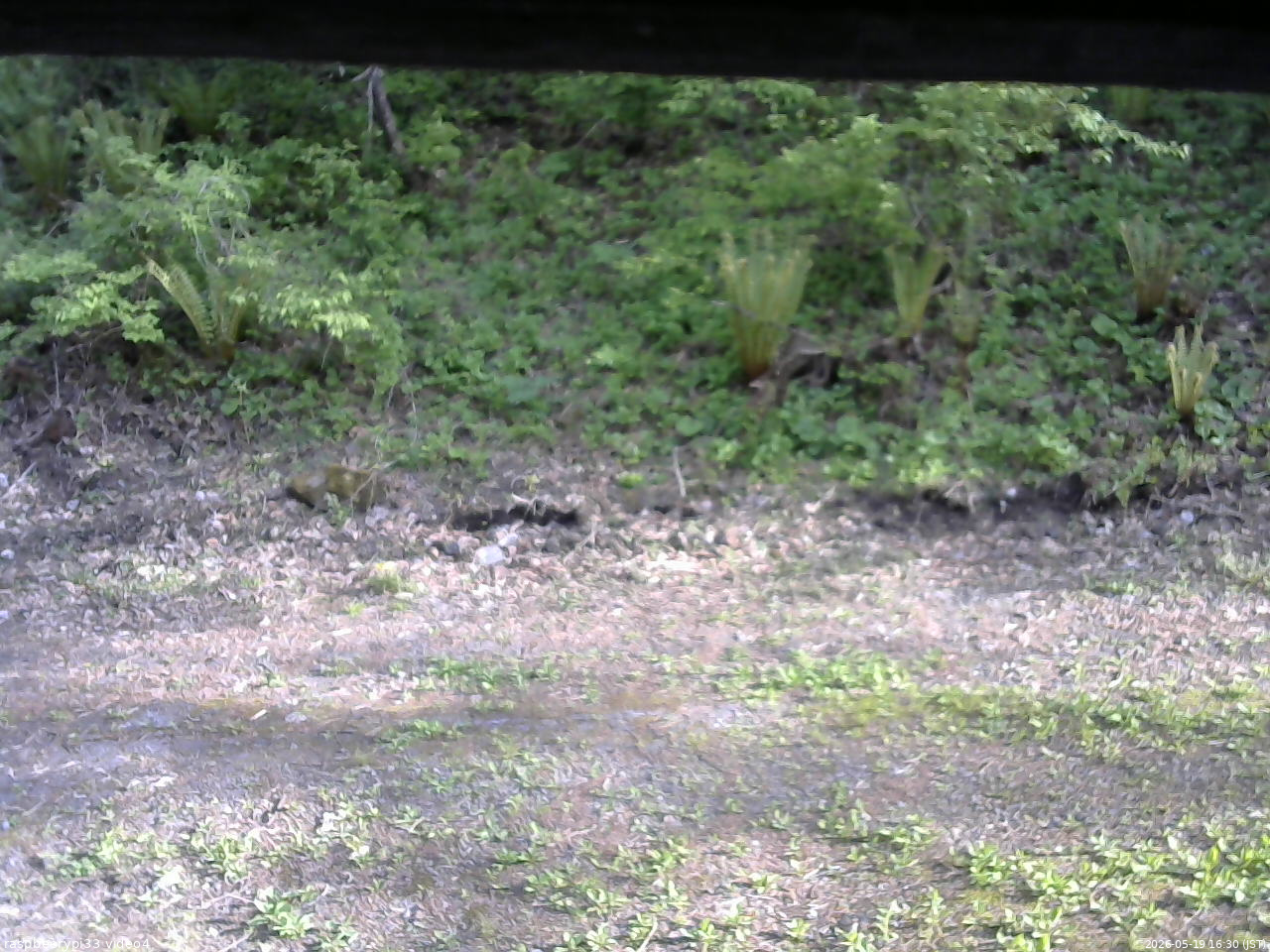 長野県菅平高原 ゆたか山荘 東側(坂下) 2026/05/19 16:30
