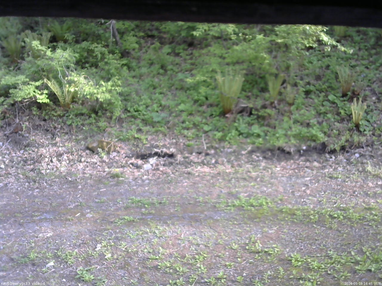 長野県菅平高原 ゆたか山荘 東側(坂下) 2026/05/19 16:45