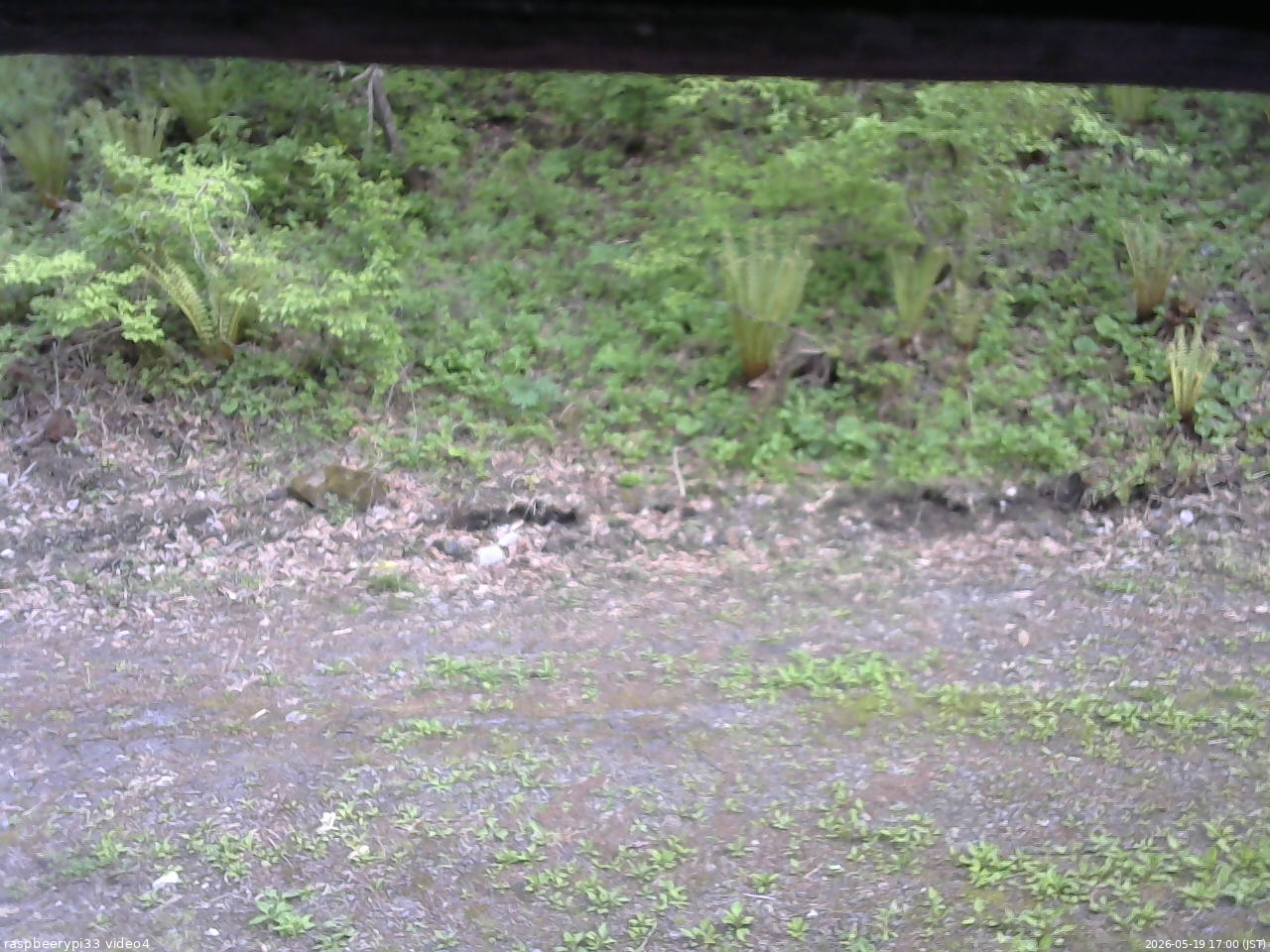 長野県菅平高原 ゆたか山荘 東側(坂下) 2026/05/19 17:00
