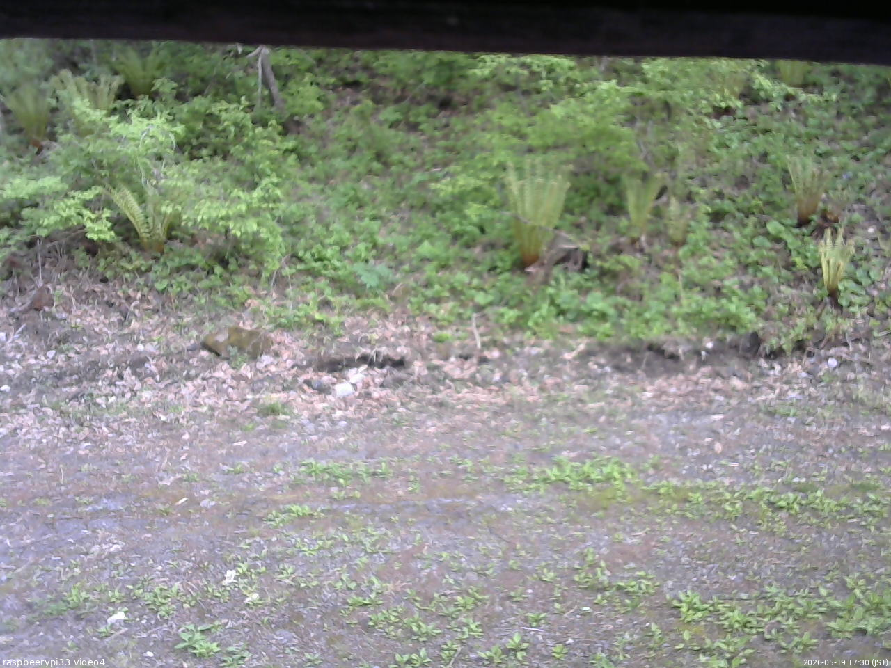 長野県菅平高原 ゆたか山荘 東側(坂下) 2026/05/19 17:30
