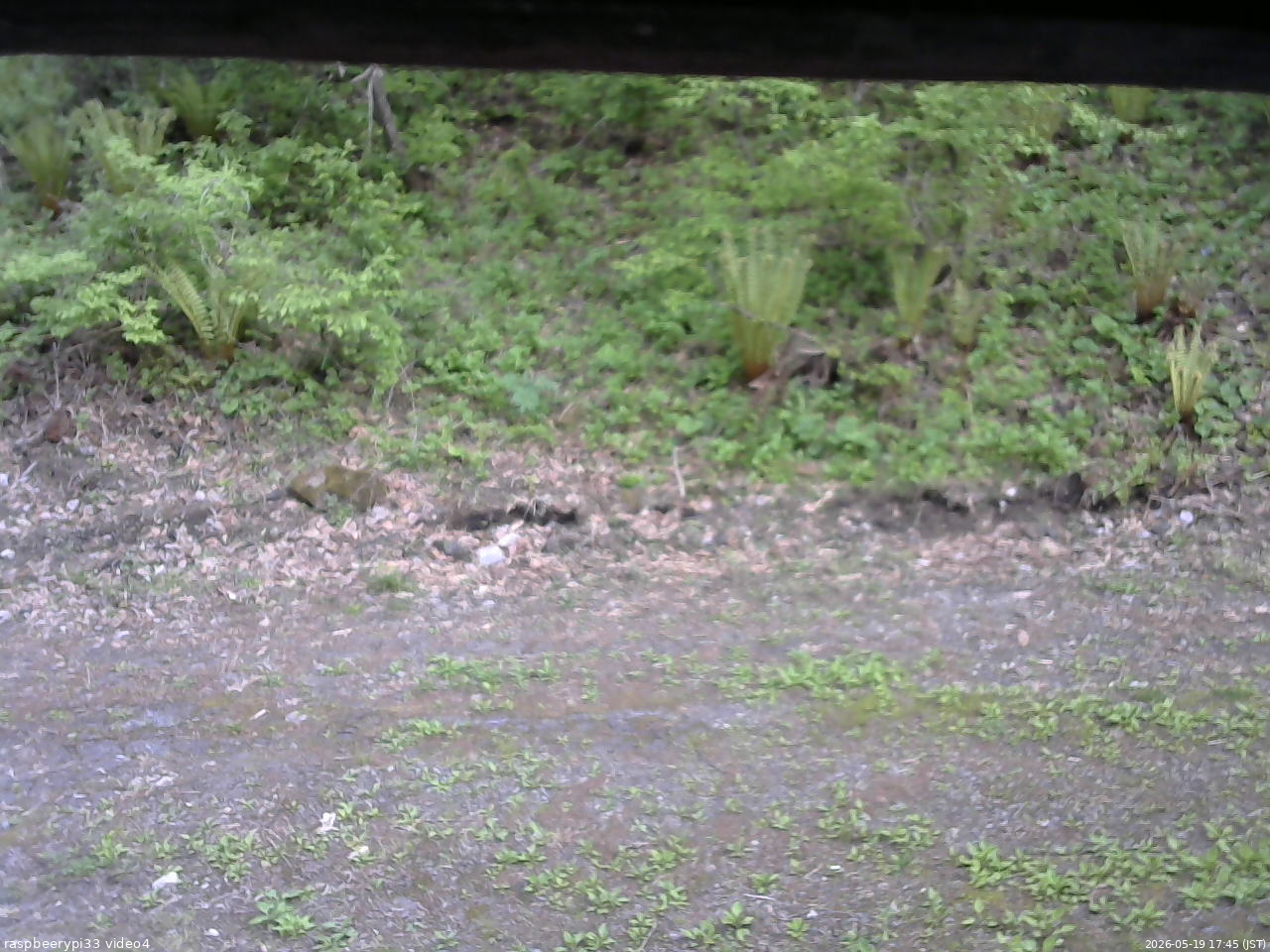 長野県菅平高原 ゆたか山荘 東側(坂下) 2026/05/19 17:45