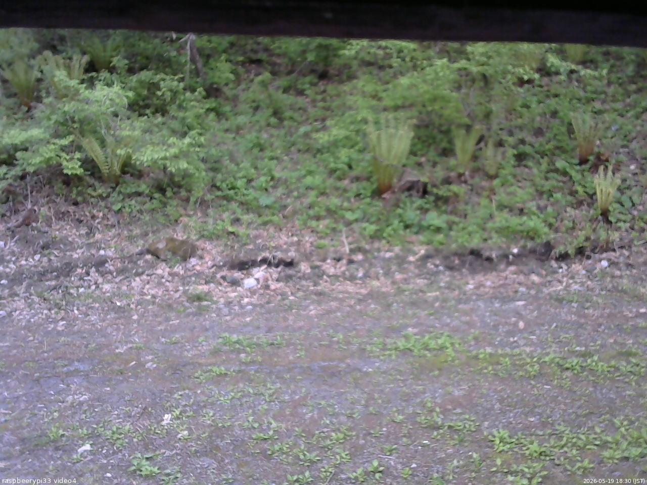 長野県菅平高原 ゆたか山荘 東側(坂下) 2026/05/19 18:30