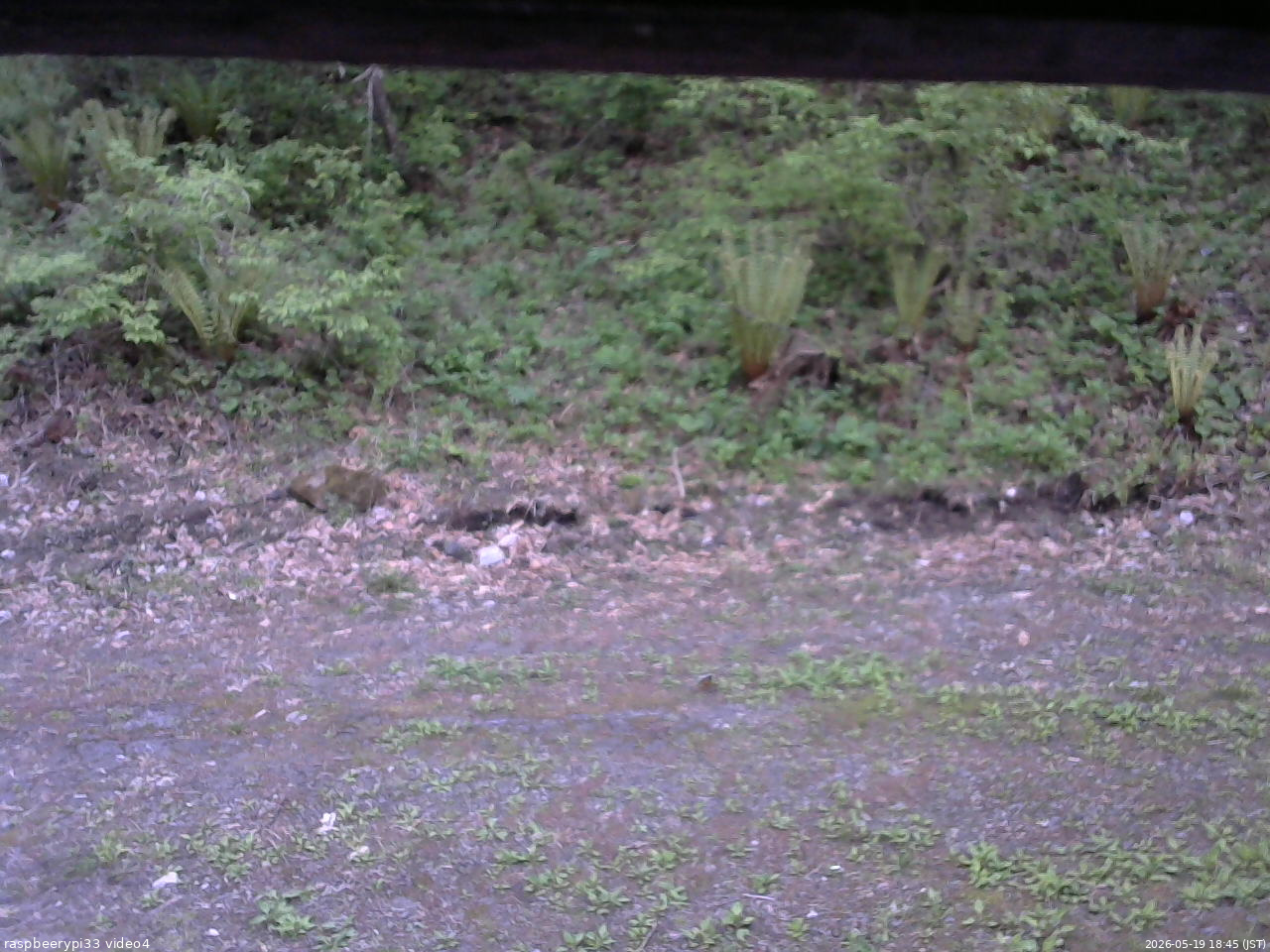 長野県菅平高原 ゆたか山荘 東側(坂下) 2026/05/19 18:45