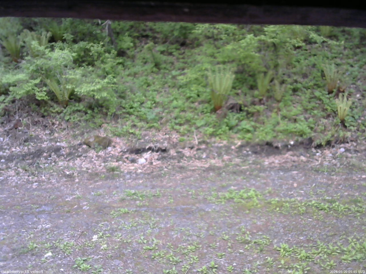 長野県菅平高原 ゆたか山荘 東側(坂下) 2026/05/20 05:45