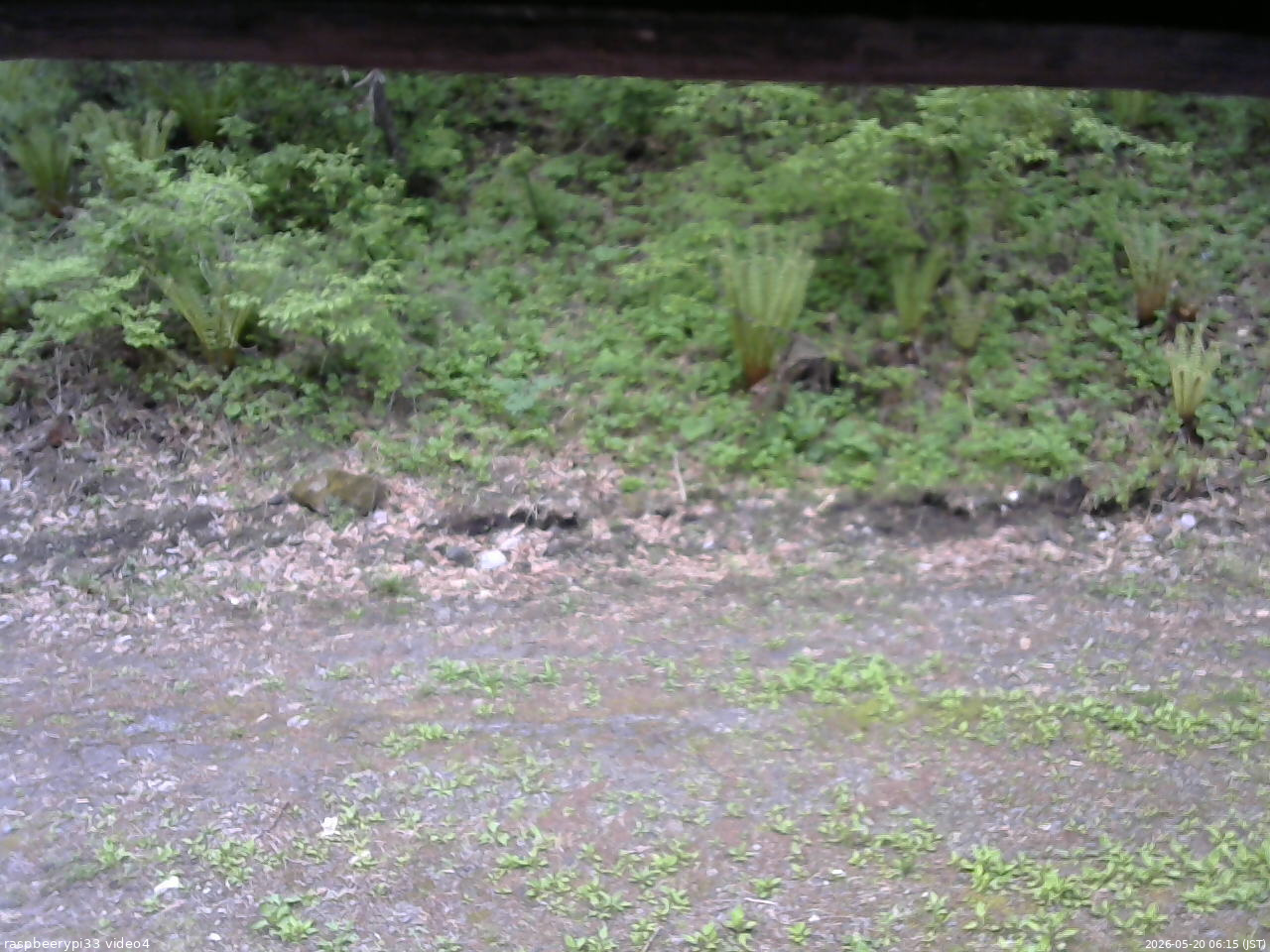 長野県菅平高原 ゆたか山荘 東側(坂下) 2026/05/20 06:15