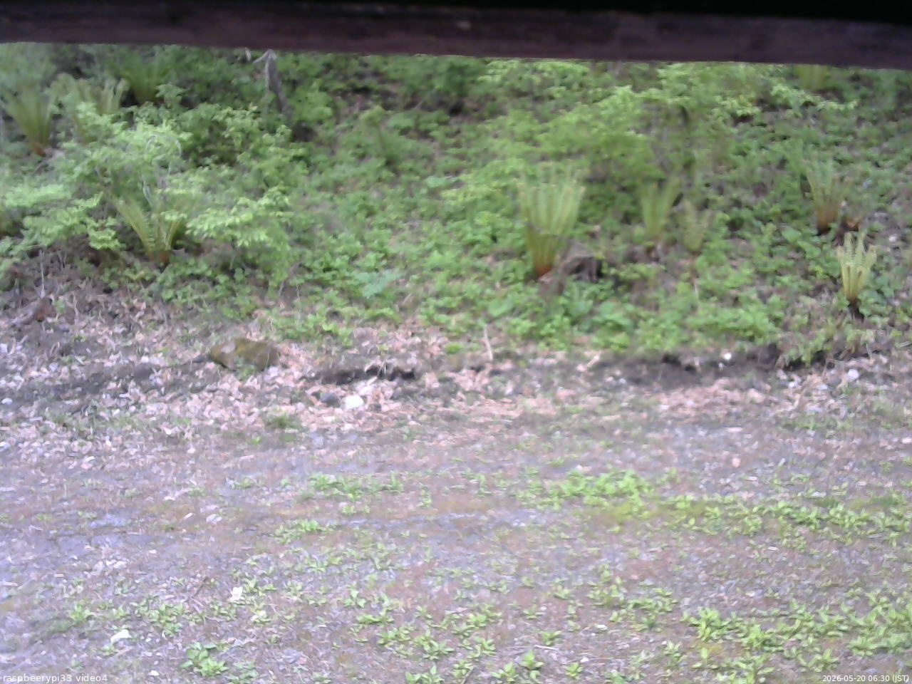 長野県菅平高原 ゆたか山荘 東側(坂下) 2026/05/20 06:30