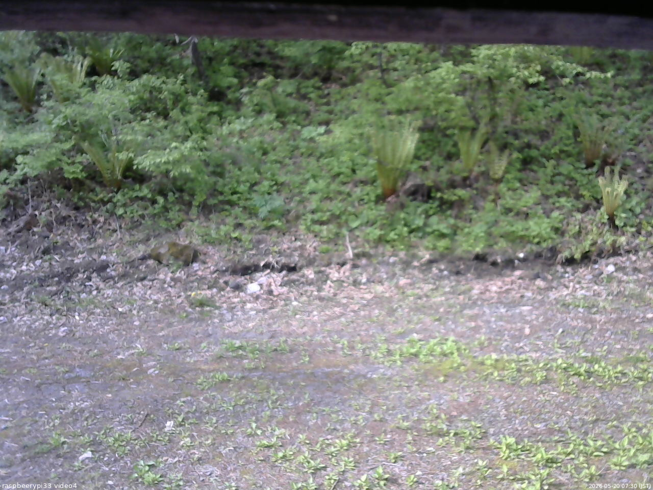 長野県菅平高原 ゆたか山荘 東側(坂下) 2026/05/20 07:30
