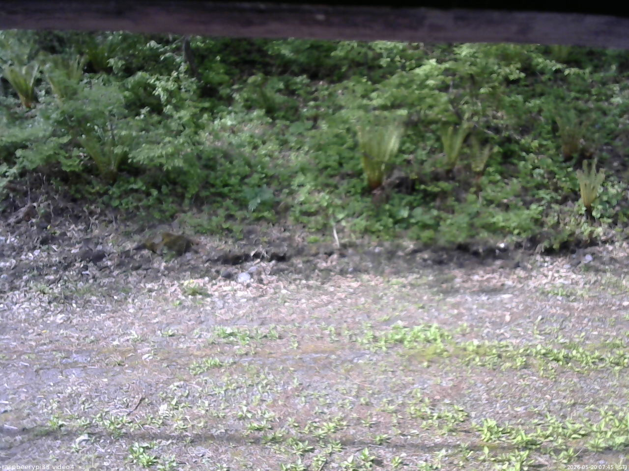 長野県菅平高原 ゆたか山荘 東側(坂下) 2026/05/20 07:45