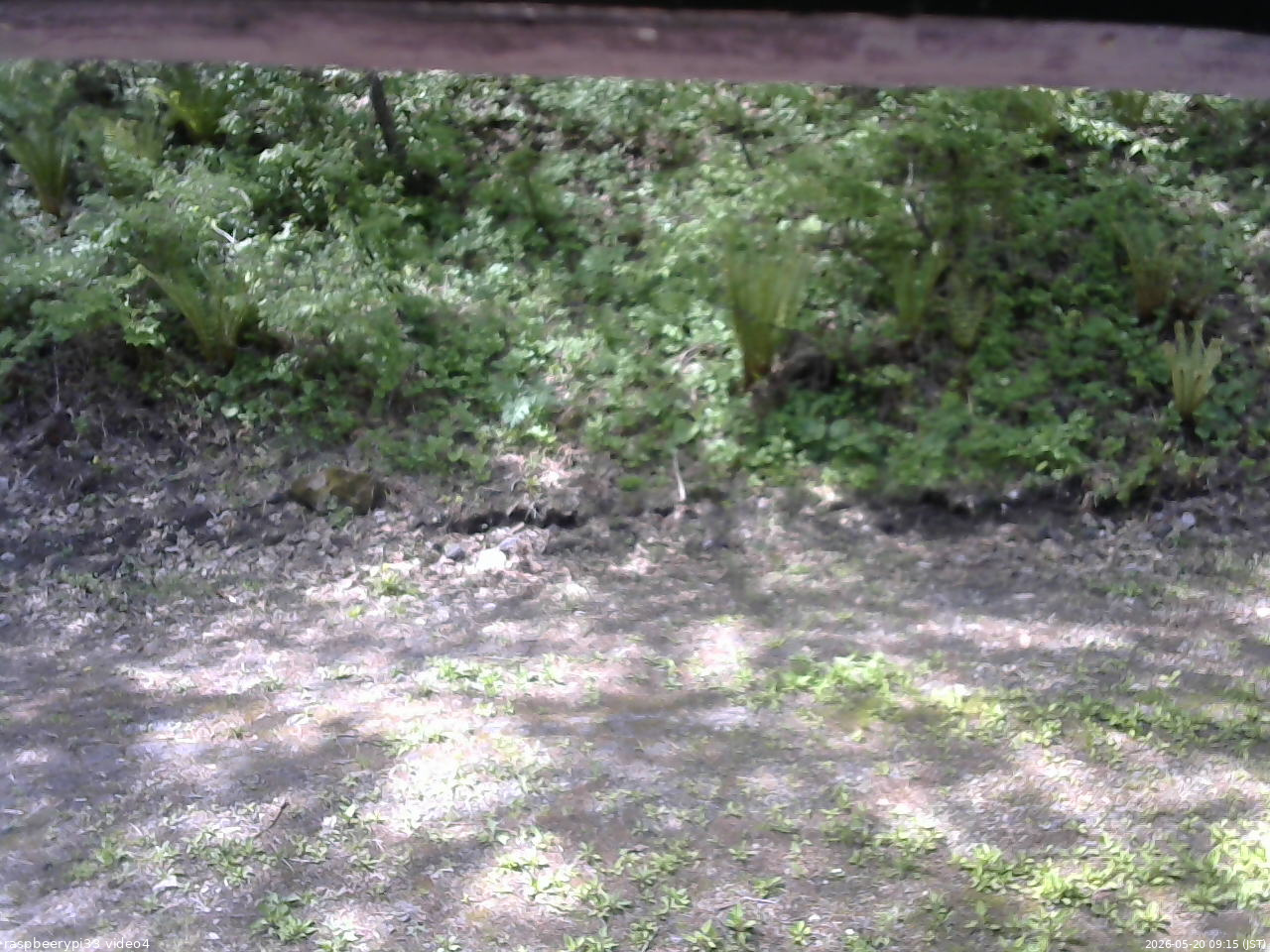 長野県菅平高原 ゆたか山荘 東側(坂下) 2026/05/20 09:15