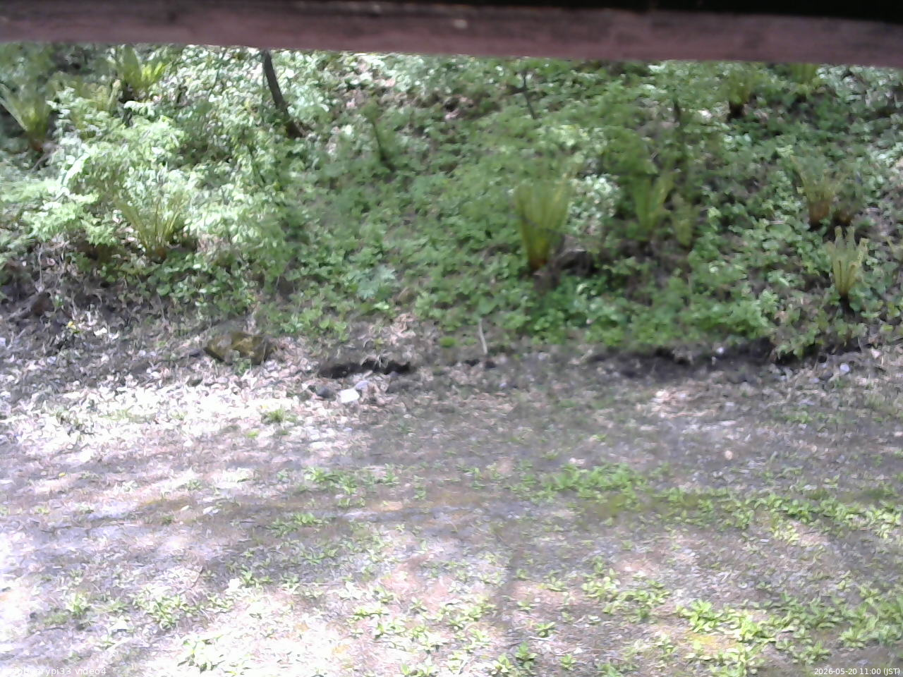 長野県菅平高原 ゆたか山荘 東側(坂下) 2026/05/20 11:00