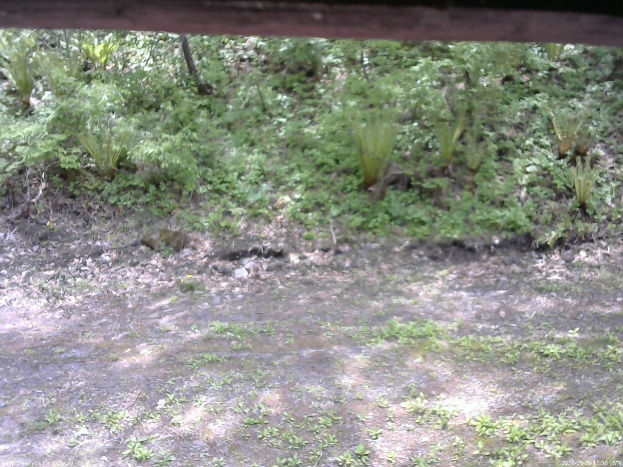 長野県菅平高原 ゆたか山荘 東側(坂下) 2026/05/20 11:30